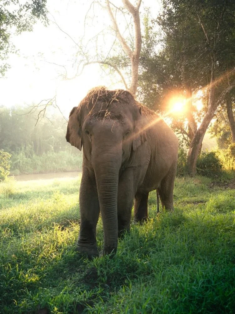 Walking with giants at first light.
.
Growing up, elephants were my first favourite animal. Always got so excited whenever I saw one. That feeling never changed. My childhood dream I still want to one day experience is to see them one day roaming in 