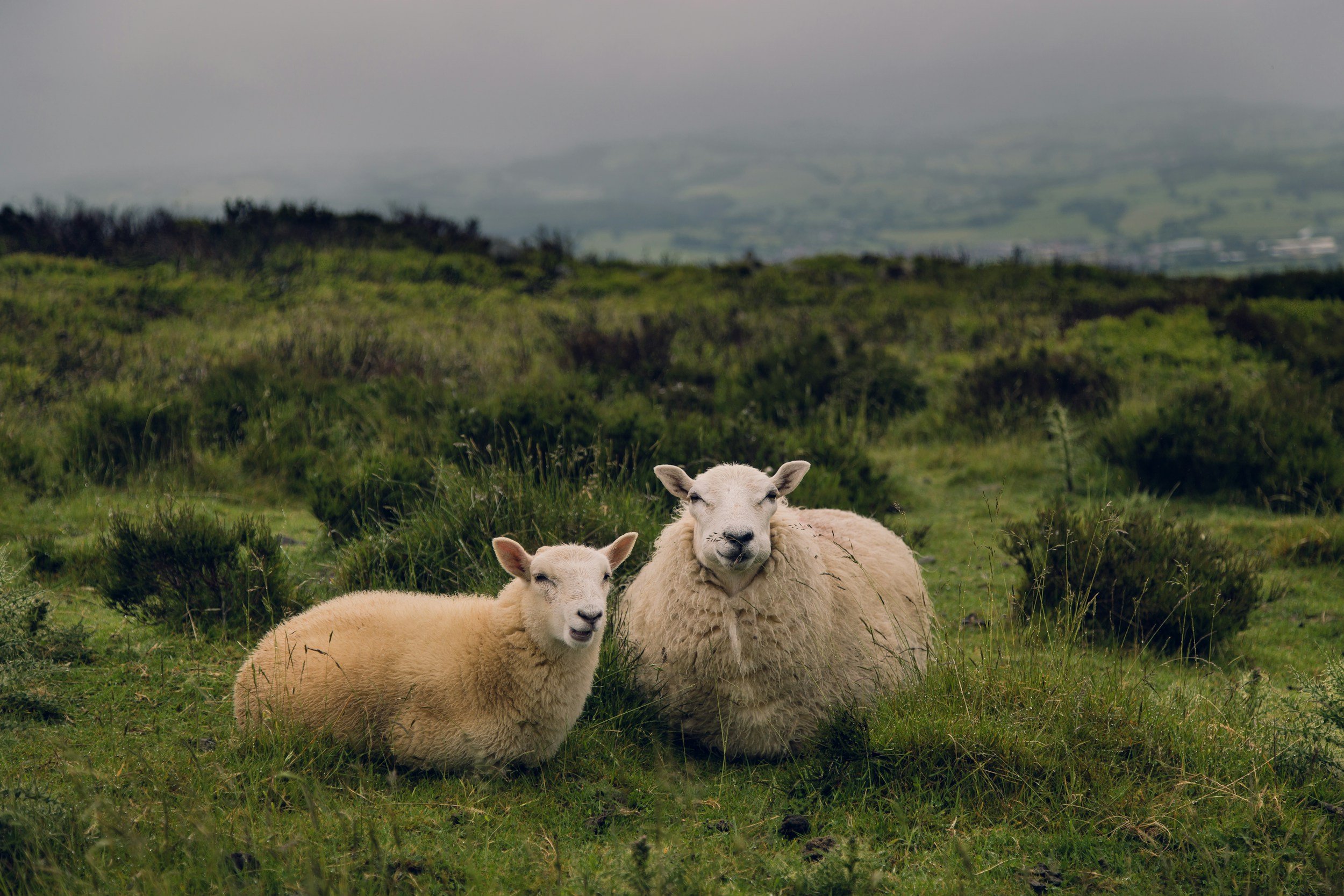 Why Choose Wool