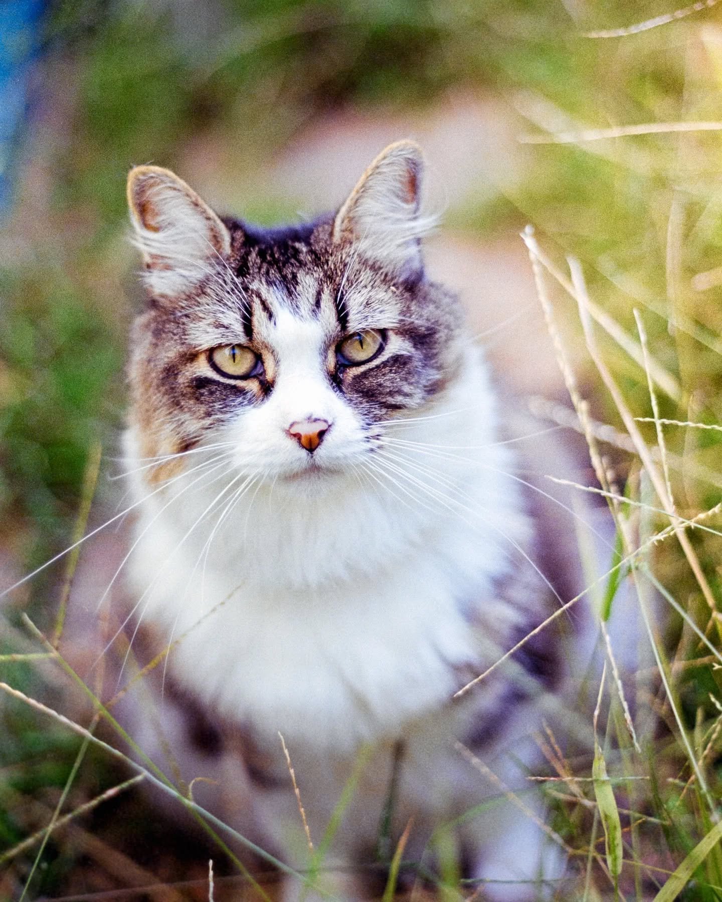 Lilly 🪽
20/9/2013 - 19/12/2025

My little love, also lovingly nicknamed by me as 'fluffmuffin', passed today - peacefully, head in my hand, and deeply loved. I've now lost a piece of my soul, and we'll all miss her terribly.

Lilly was one of the sa