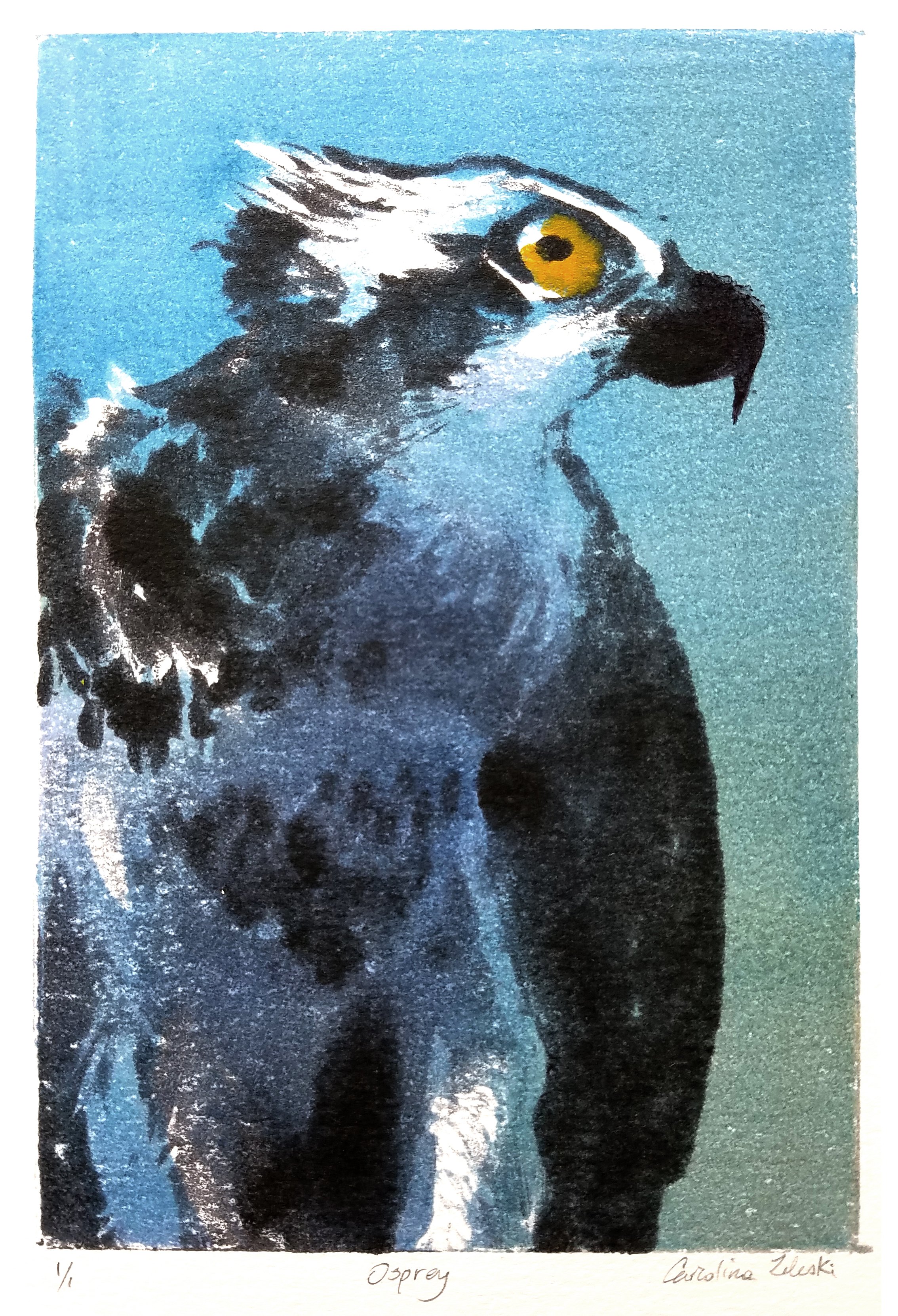A portrait of a bird of prey, likely an osprey, with yellow eyes and black and white feathers, set against a blue background.