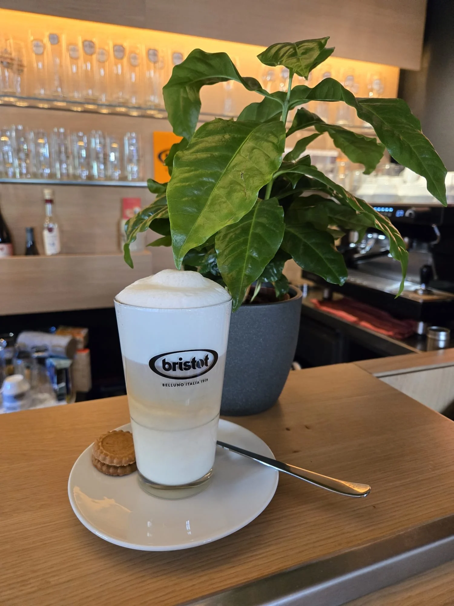 Ein Getränk in einem weißen Becher mit dem Aufdruck "bristot" auf einem weißen Teller mit zwei Keksen. Es ist mit Sahne bedeckt. Im Hintergrund befindet sich eine Topfpflanze mit großen grünen Blättern auf einem Holz Tisch, in einer Bar oder einem Café.
