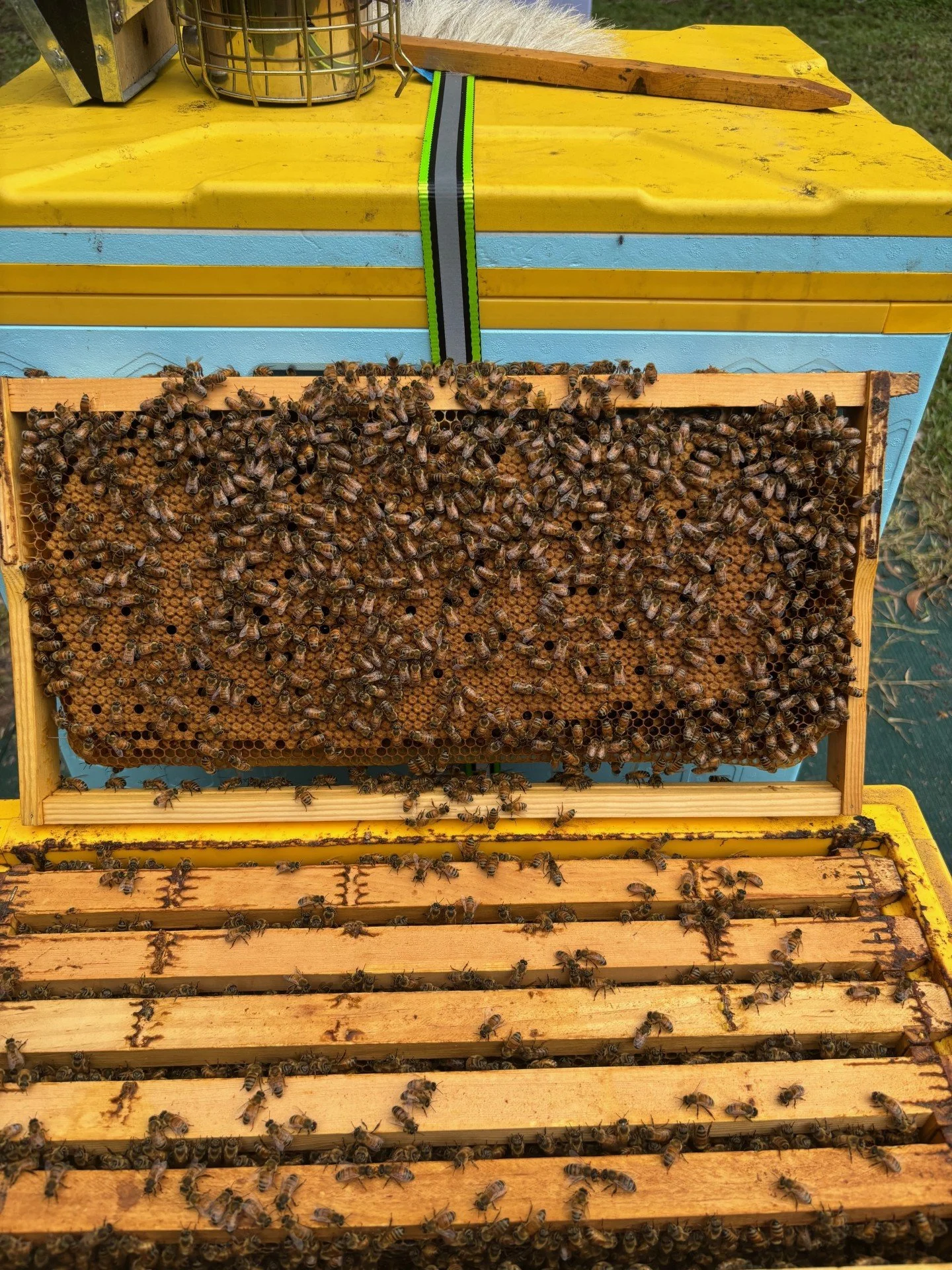 Dry Season Queens
