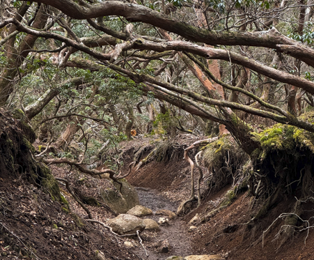 Japanese Andromeda Tunnel at Mt. Amagi Shizuoka Prefecture