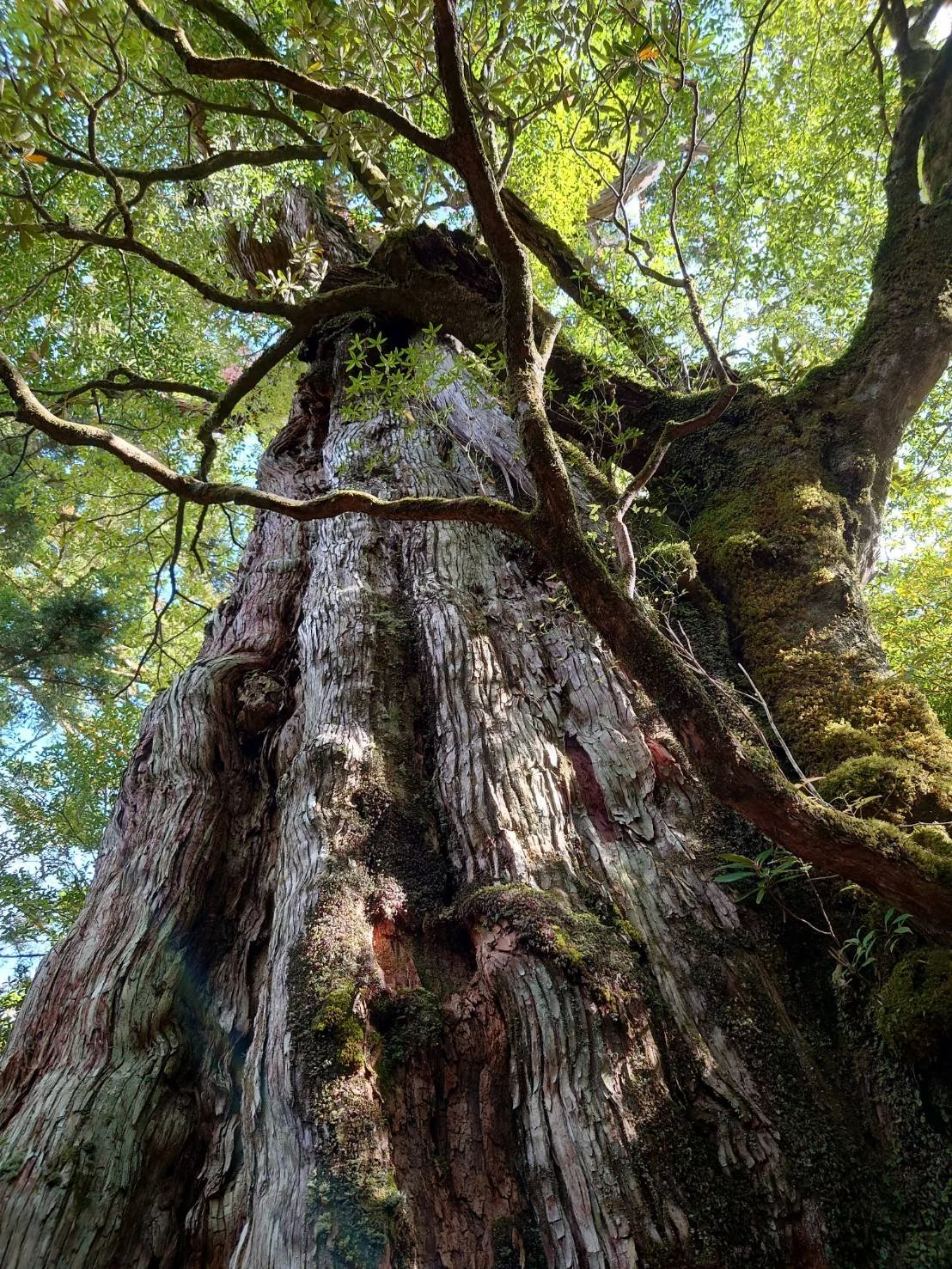 大きな木の幹と枝葉。木の皮は縦縞模様で、周囲に緑色の苔や葉が生えている。