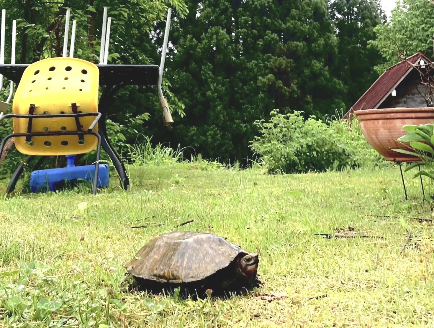ホルトのロゴは空飛ぶ亀です！