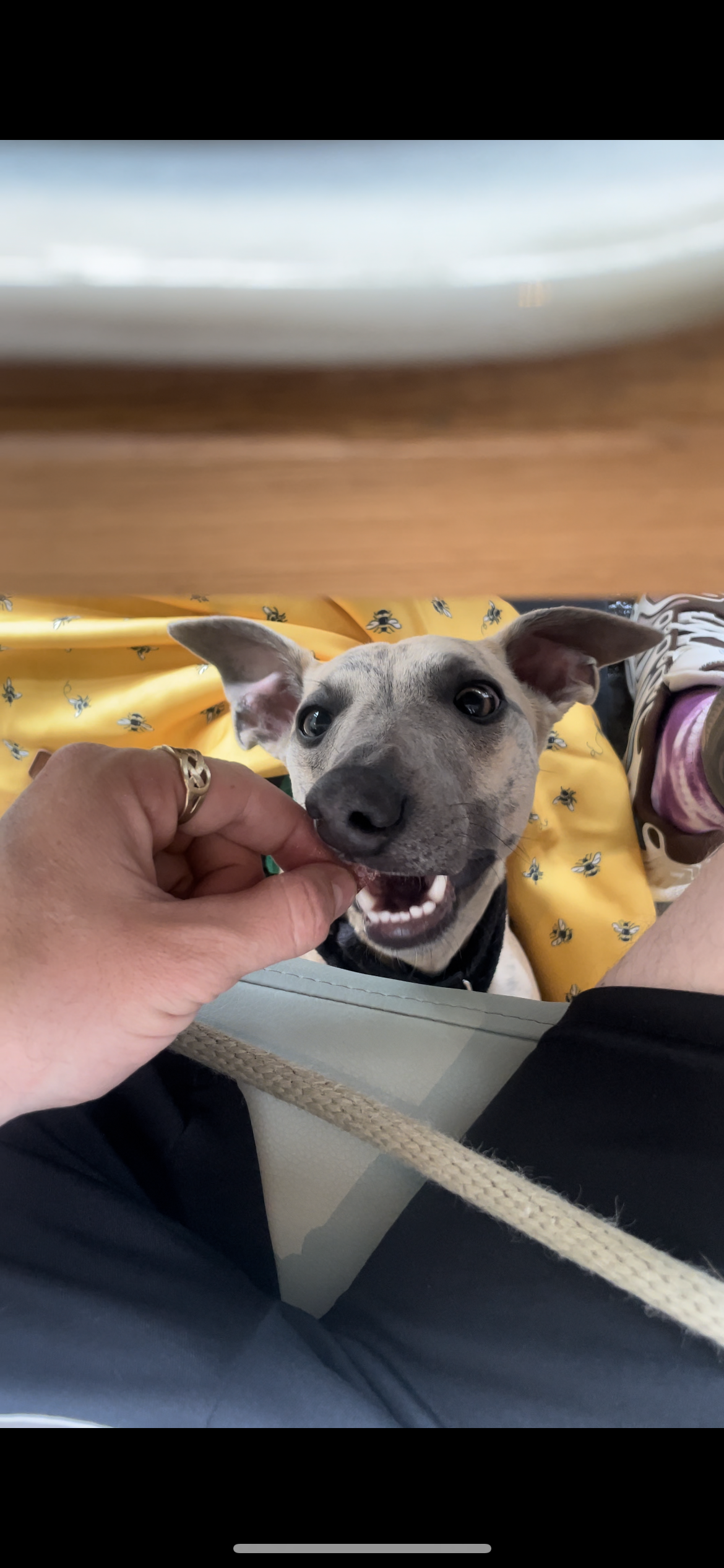 A happy puppy, being fed a treat by a person.