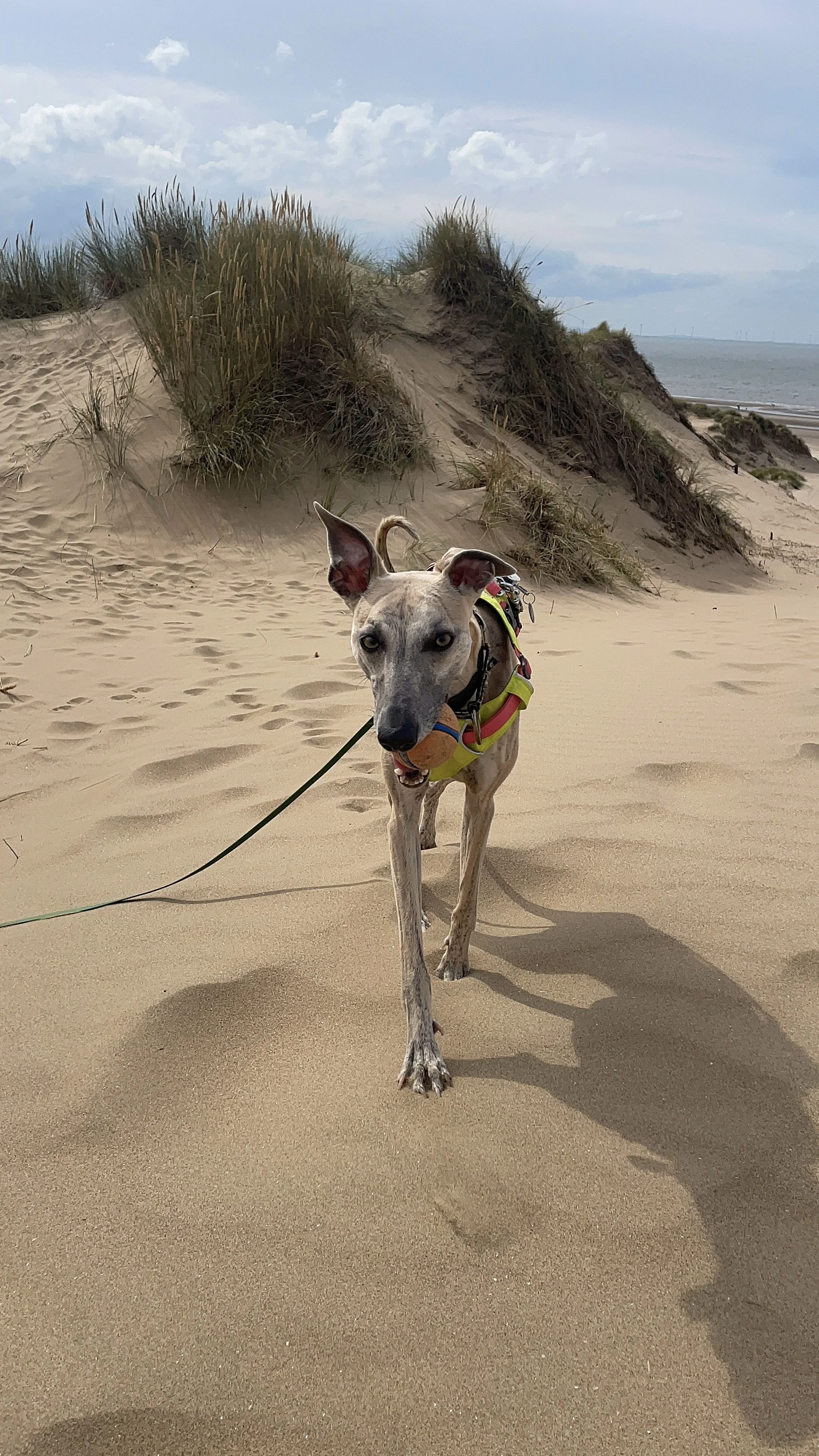 A whippet carrying a ball on a beach