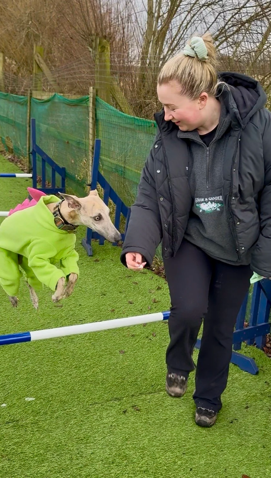 A woman with blond hair in a ponytail, wearing a black jacket and black pants, is outside with her dog. The dog is a slender, light-colored breed wearing a bright green hoodie with pink accents. They appear to be playing or training in a fenced outdoor area with green artificial turf and agility obstacles.