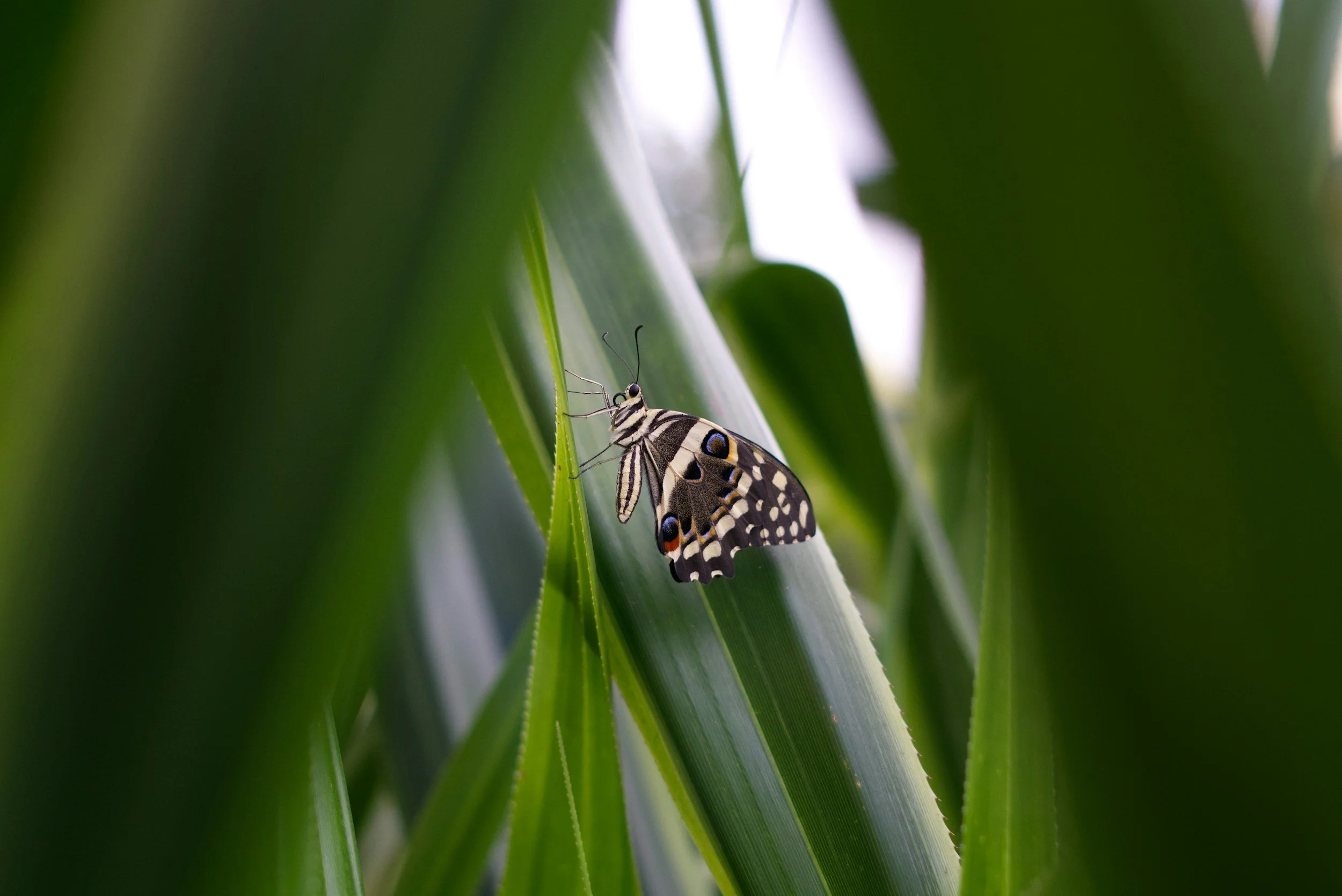 Black-and-white swallowtail butterfly perched on a green leaf
