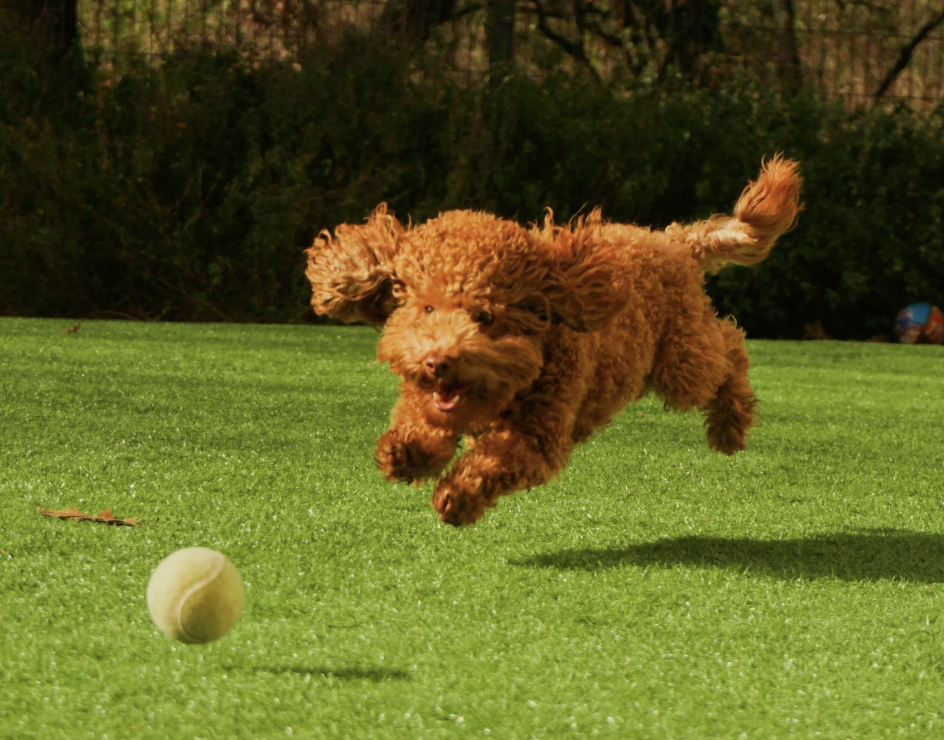 Stop Chasing the Ball: Leadership is the Courage to Say NO