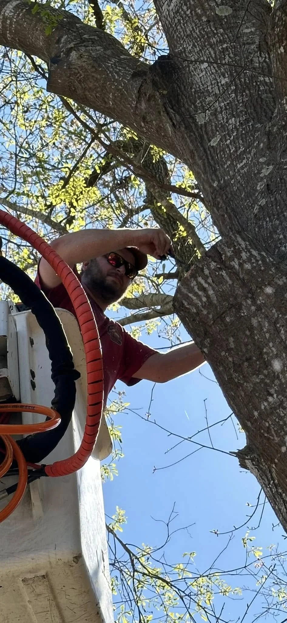 How to Choose a Professional Tree Removal Service | McDaniel Tree Service
