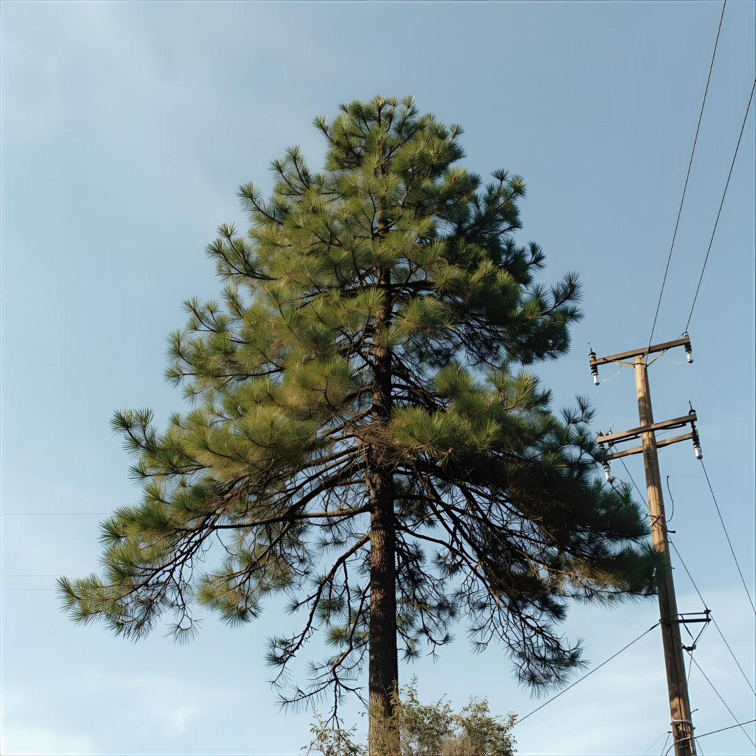 A tall pine tree next to a utility pole and power lines under a clear blue sky.