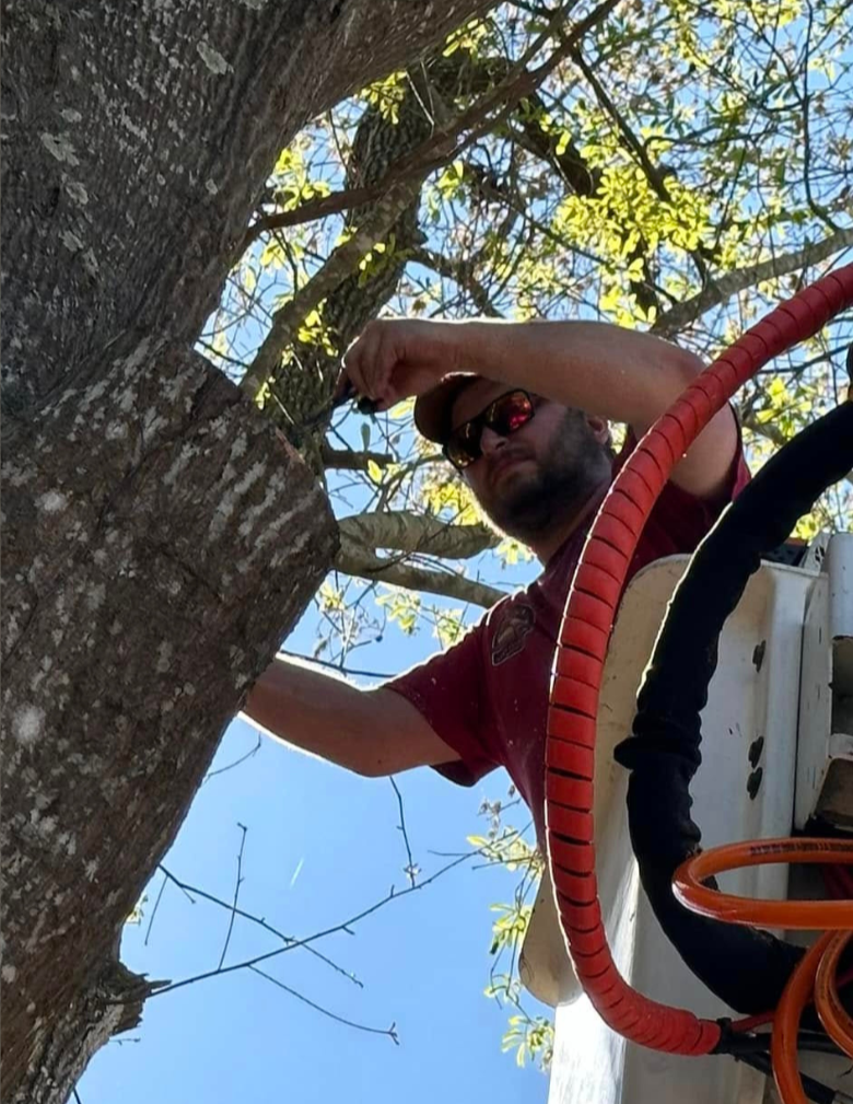 A man wearing sunglasses, a baseball cap, and a maroon shirt is trimming a tree using a saw while standing in a bucket lift. The tree has green leaves and a textured bark. The background shows a clear blue sky.