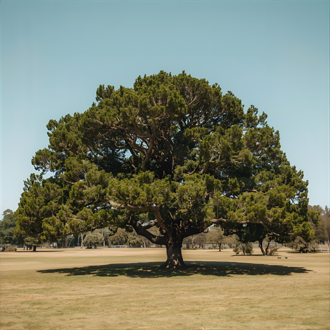 A large, leafy tree in a grassy park with a clear blue sky.