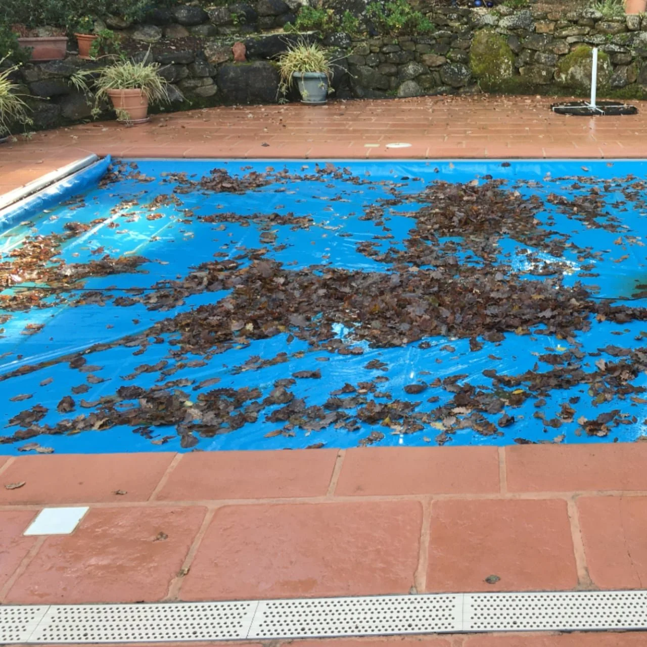 Piscine déserte couverte de feuilles mortes, avec un liner bleu visible, entourée de carrelage rouge et des plantes en pot derrière.