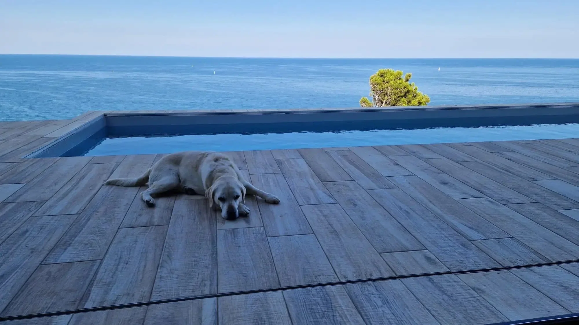 Un labrador jaune se détend sur une terrasse apres la pose de PVC armé pour piscine, avec vue sur l'océan et un arbre solitaire au loin.