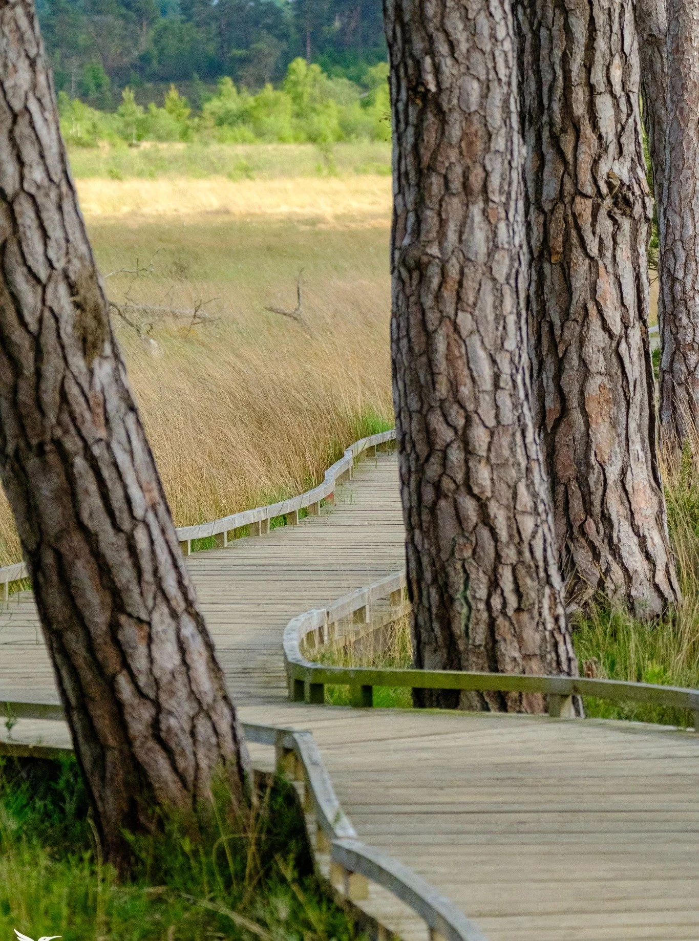 Thursley Common (Surrey) is a great place for all sorts of critters. Dragonflies and butterflies, Dartford warblers and all sorts of water birds. Here's a small selection from June this year. 

#thursleycommon #thursleynaturereserve