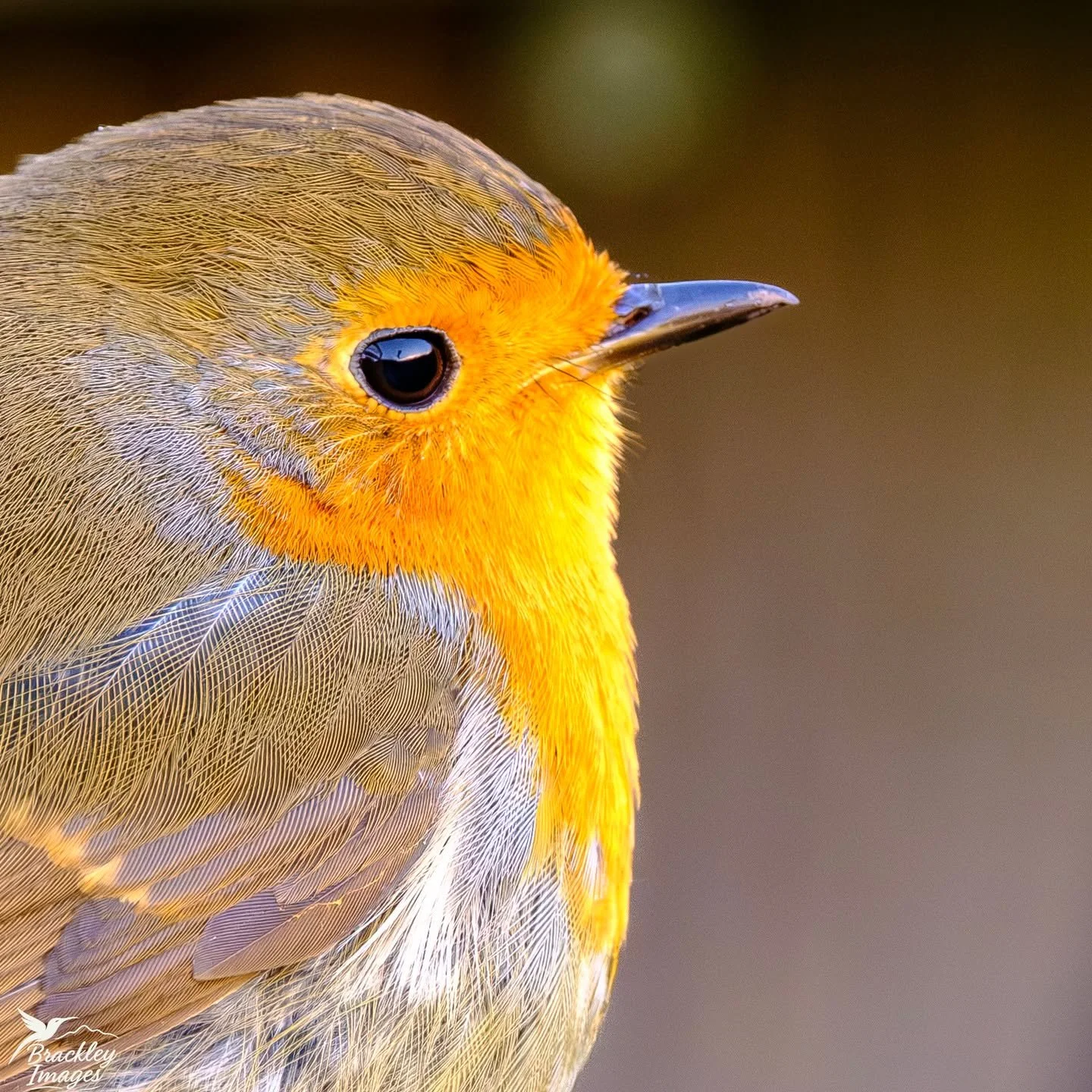 Mr robin