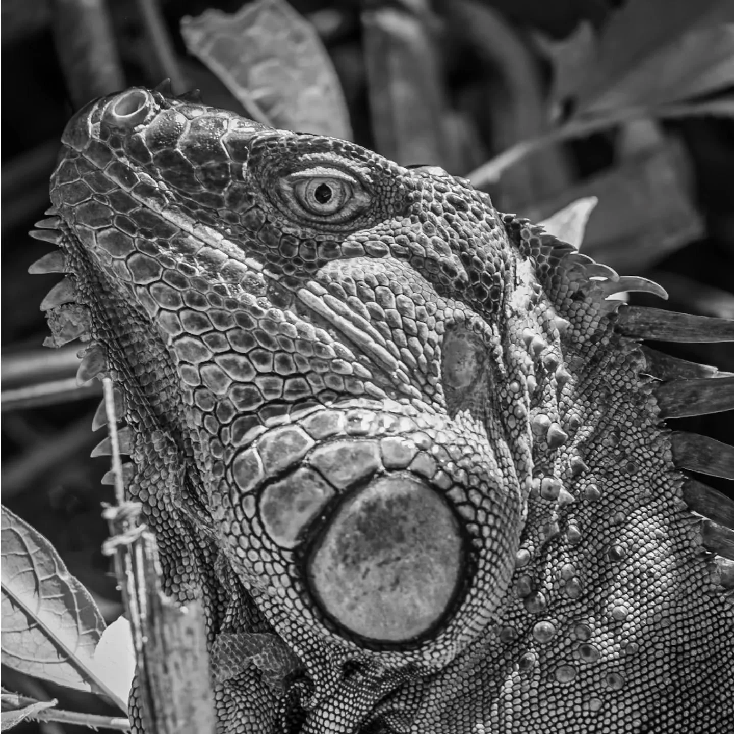 Green iguana with all the green drained away