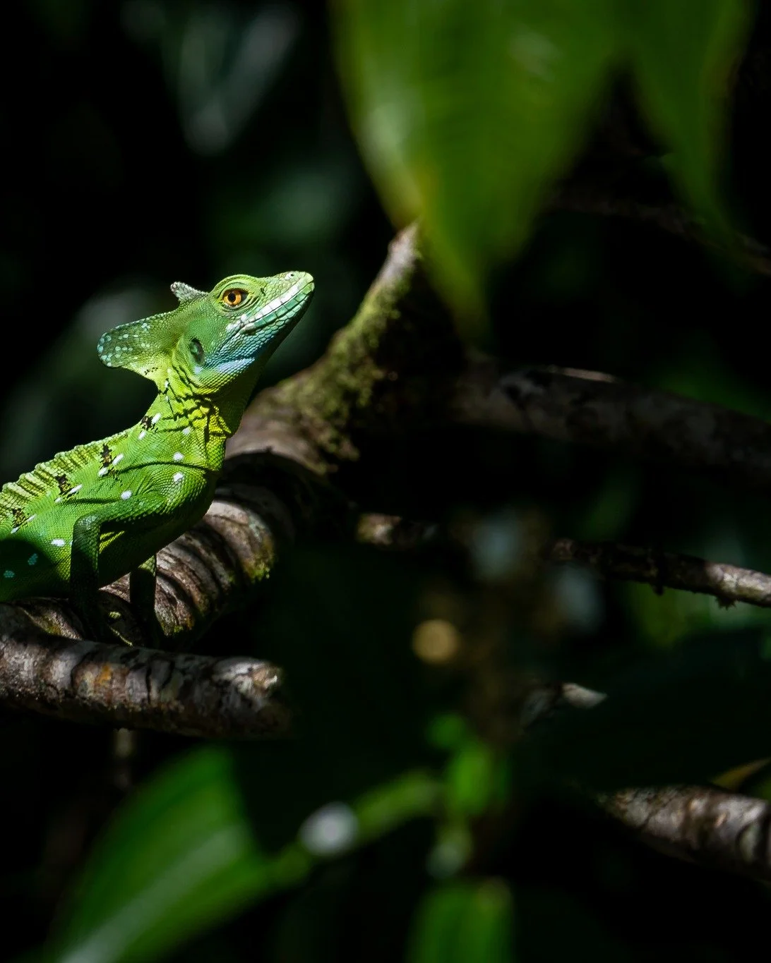 Some pictures from the back catalogue, a 2022 trip to Costa Rica.