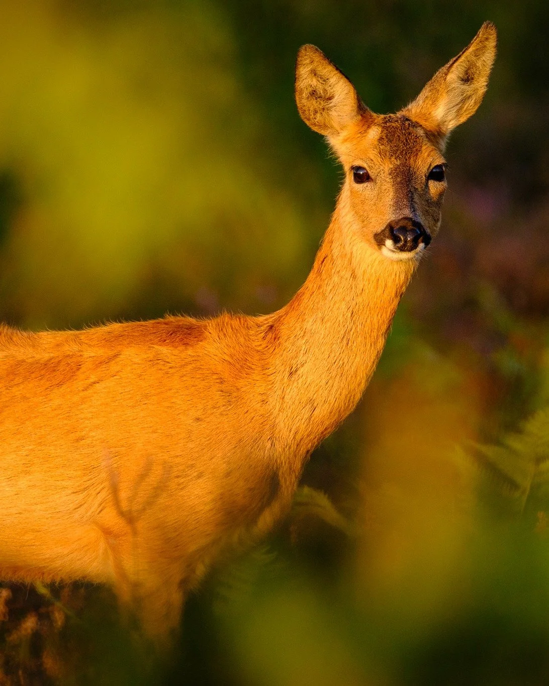 A pair of roe deer at Thursley Common (Surrey) this evening