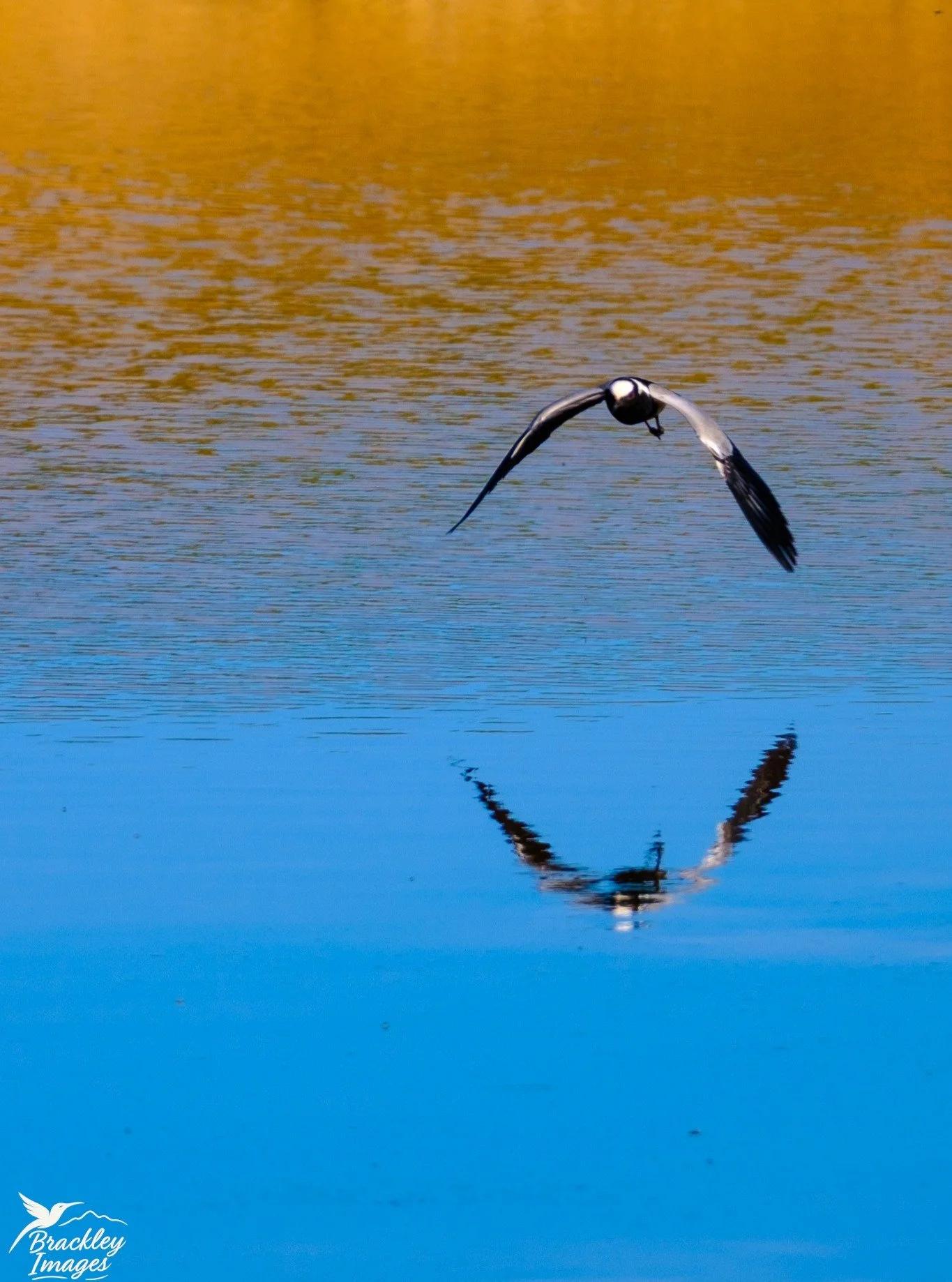 Blacksmiths plover in flight at Addo Elephant Park

Visit my facebook page for more: https://www.facebook.com/BrackleyImages

#addoelephantnationalpark #addoelephantpark
