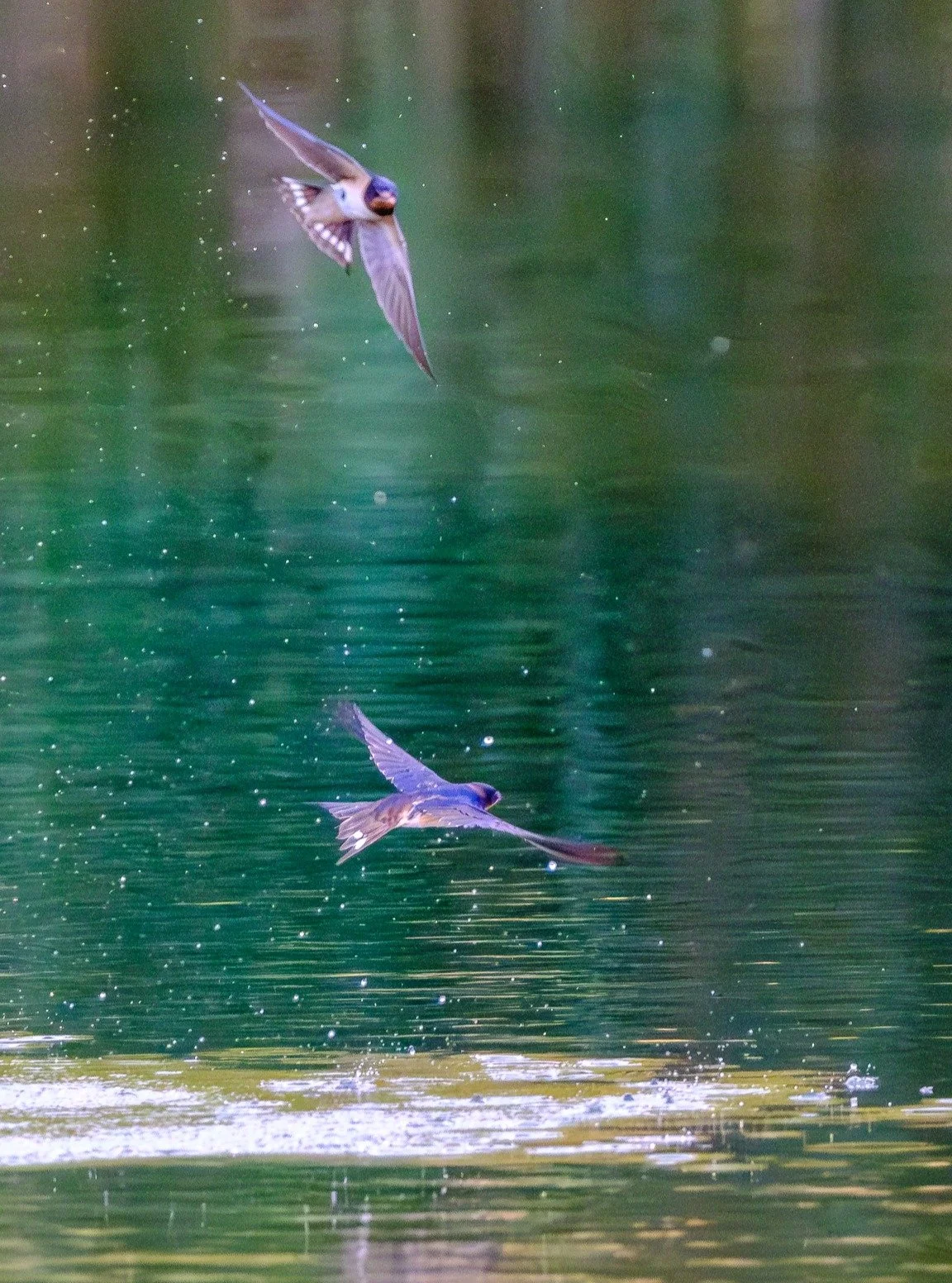 Barn swallows at Heather Farm Wetland Centre, Horsell Common. They're so hard to photograph, so these are some fun (rather than perfect) pictures,

@horsell_common_preservation @heatherfarmcafe