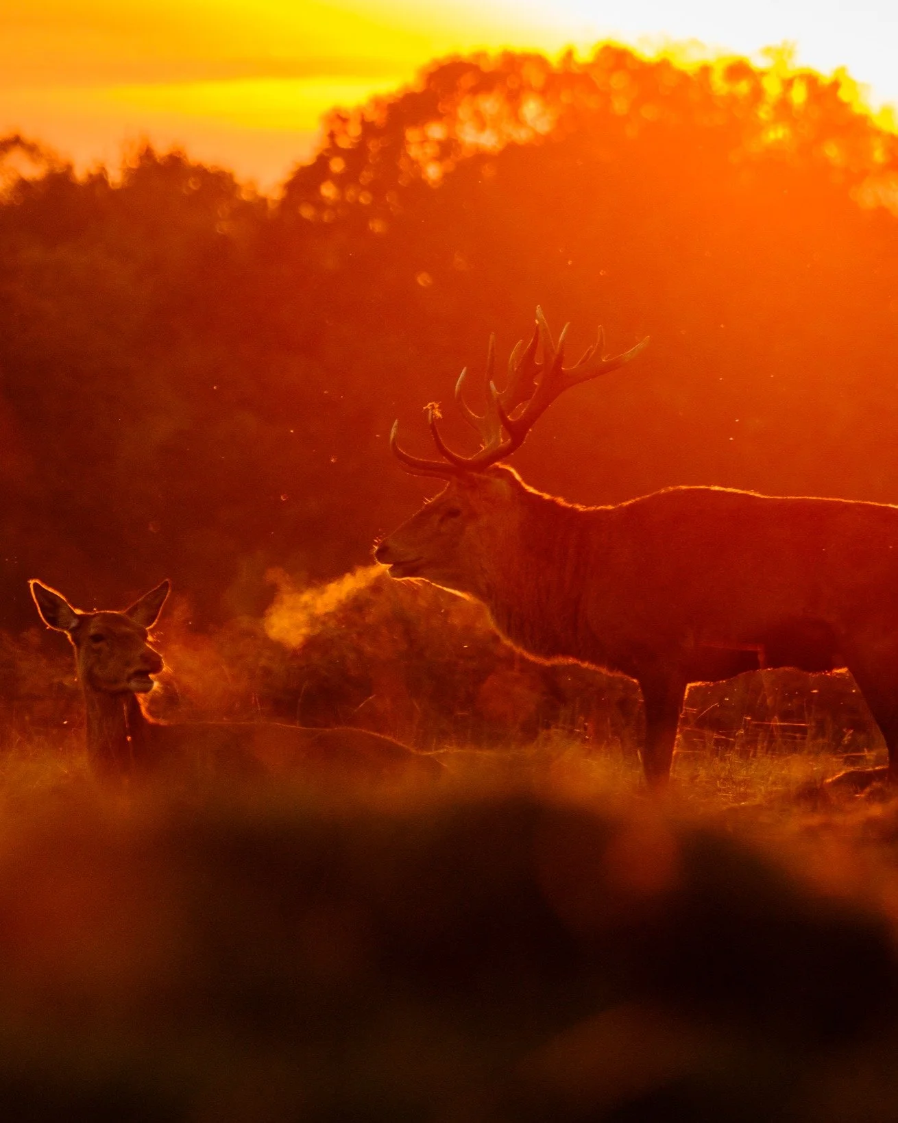 Lovely evening light at Bushy Park this evening. 

#bushypark #bushyparkwildlife #bushyparkphotography