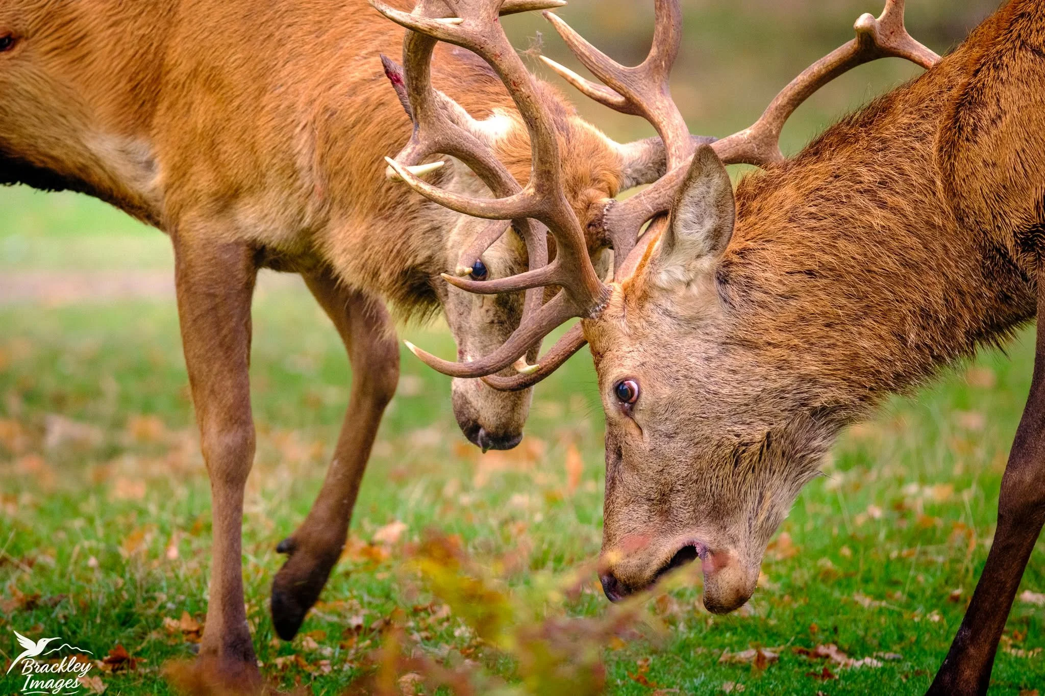 Deer battling for the ladies in Bushy Park, whilst the herons shriek overhead. 

#bushypark #bushyparkwildlife #bushyparkphotography