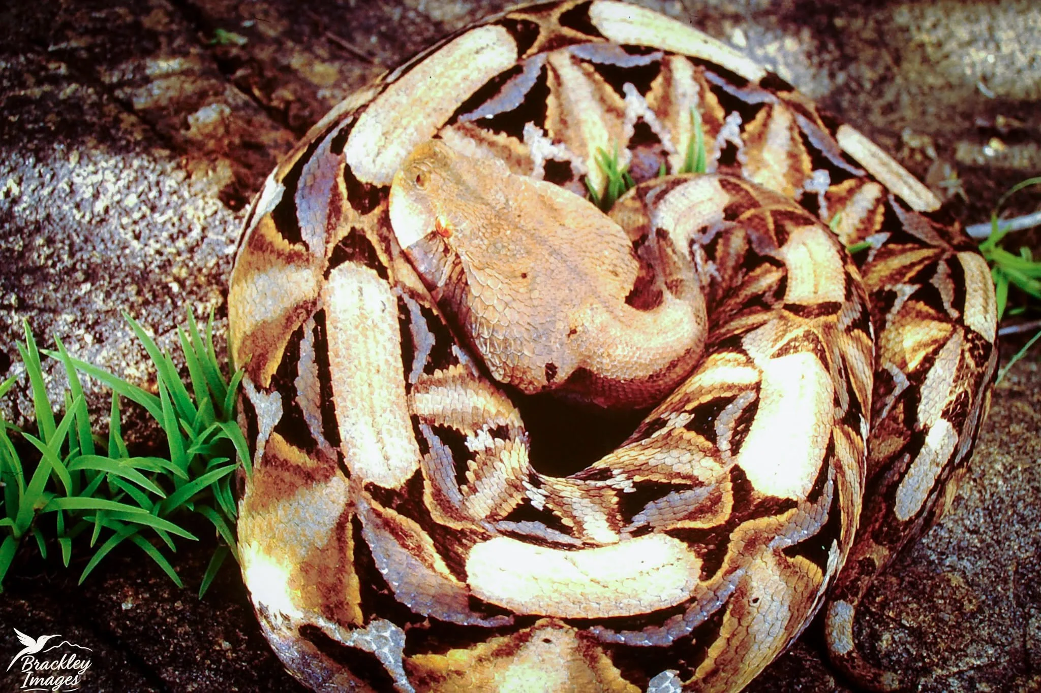 It's world reptile day today, and to celebrate these wonderful creatures, here are some of my pictures, taken when I was a teenager who spent most of his free time searching for snakes in the wild in Zimbabwe (horrifyingly, this was in a whole other 