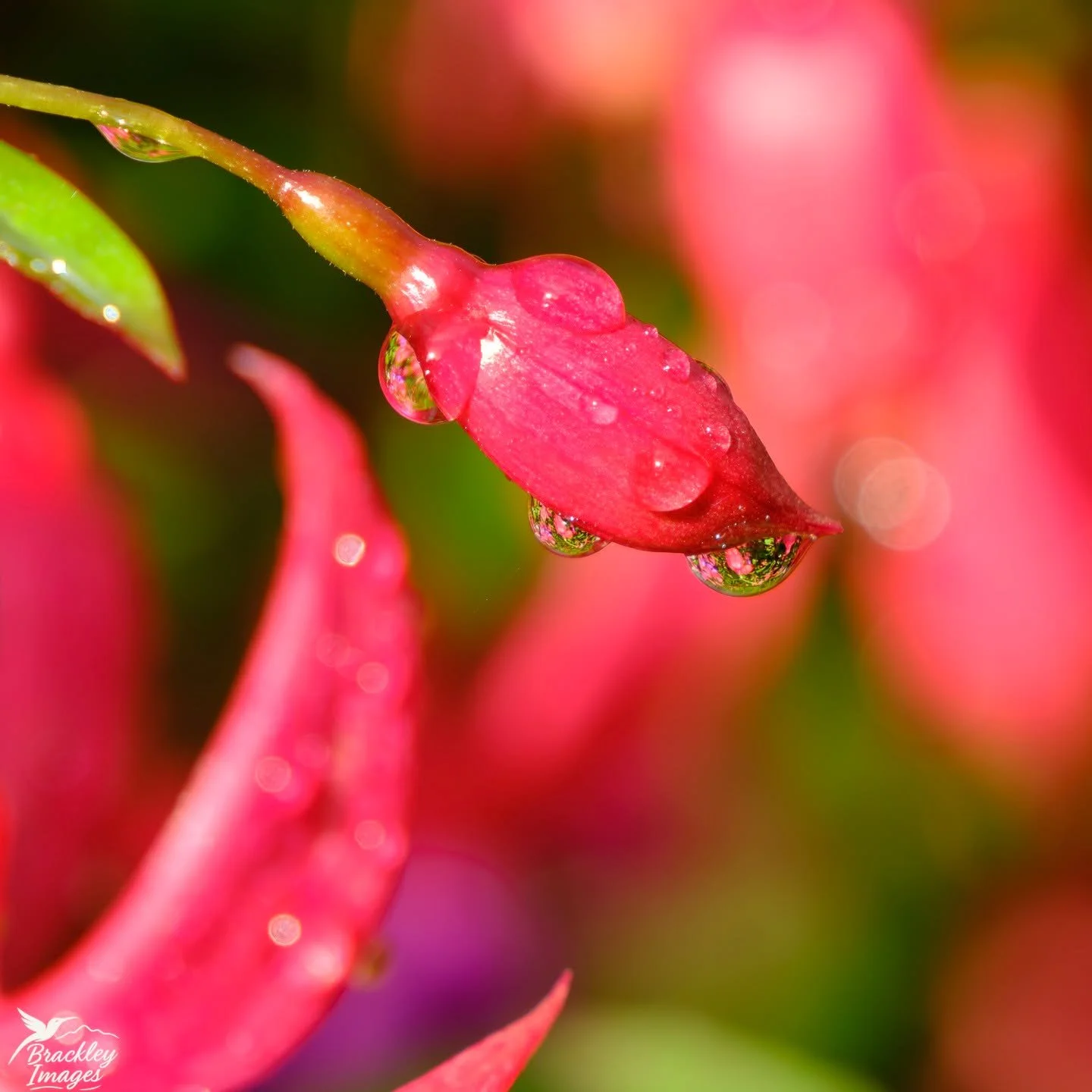 South Wales: dew drops on fuchsia flowers, with a visiting bee; a blue tit, and a little bird with very orange knees, called a Ruddy Turnstone!