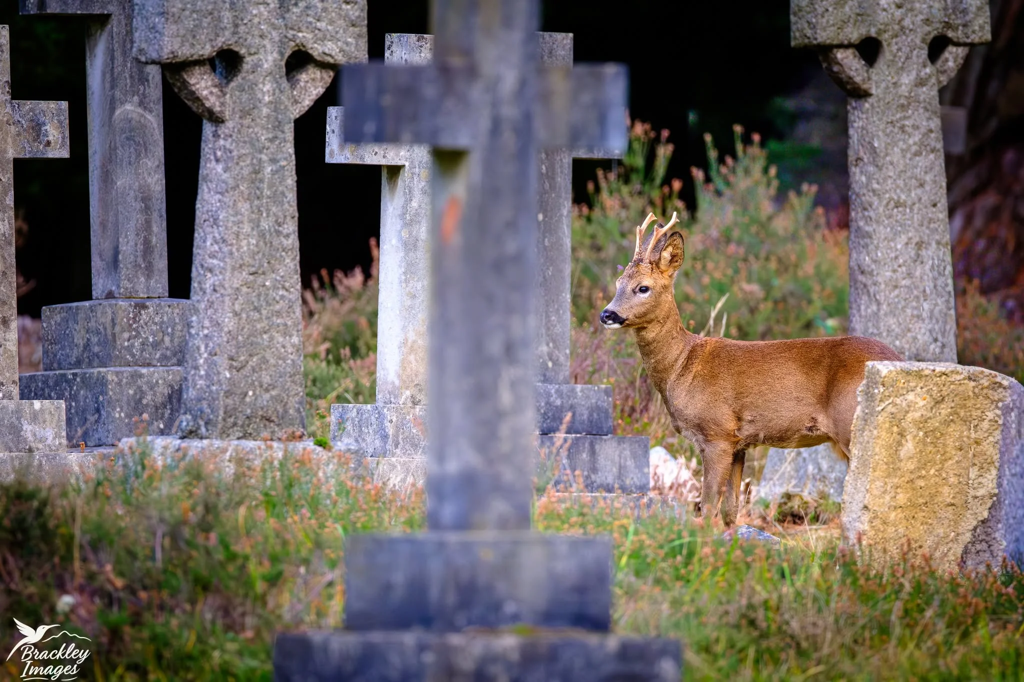 It's almost Halloween, so I went to Brookwood Cemetery today for some graveyard wildlife. Luckily, some roe deer turned up amongst the tombstones!

#wildlifephotography