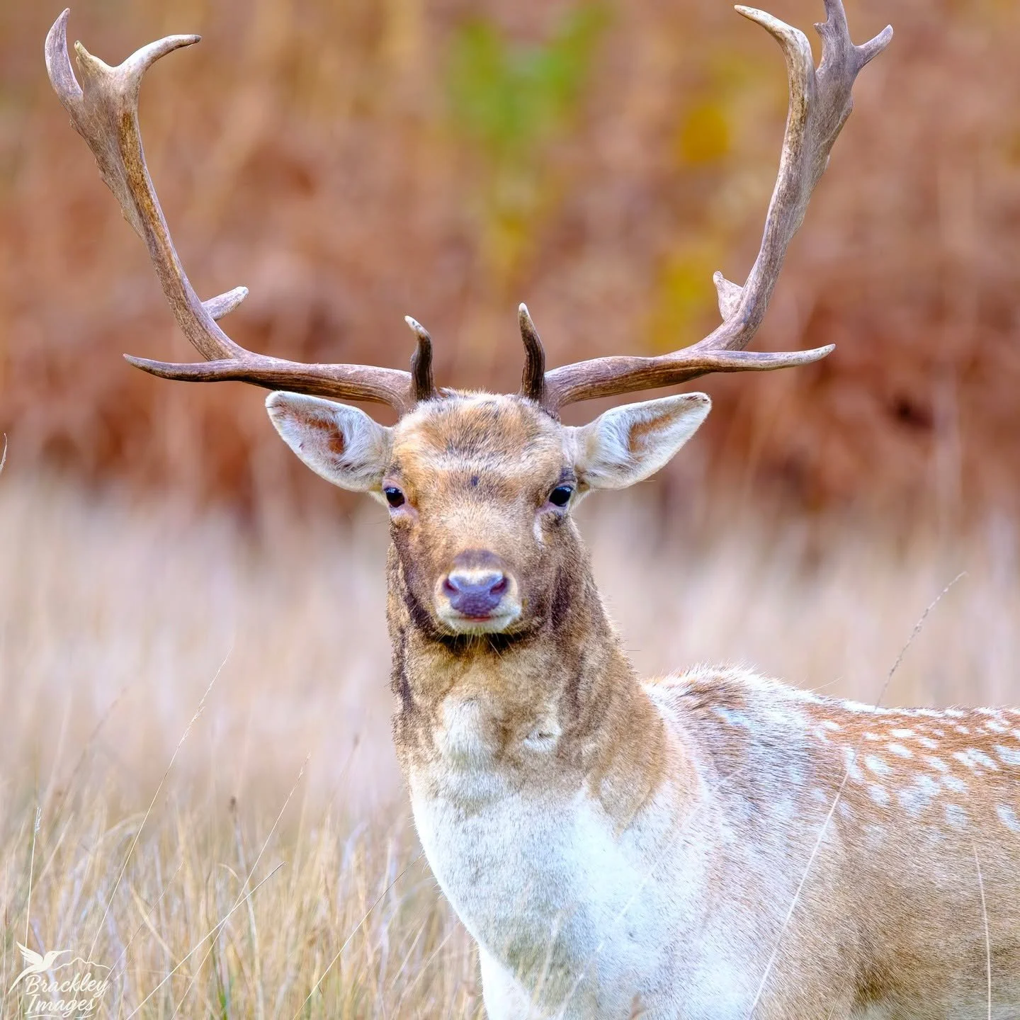 A small selection from Bushy Park over the last two weeks, as the deer rut shifts from the red deer to the fallow deer. 

#bushypark #bushyparkphotography