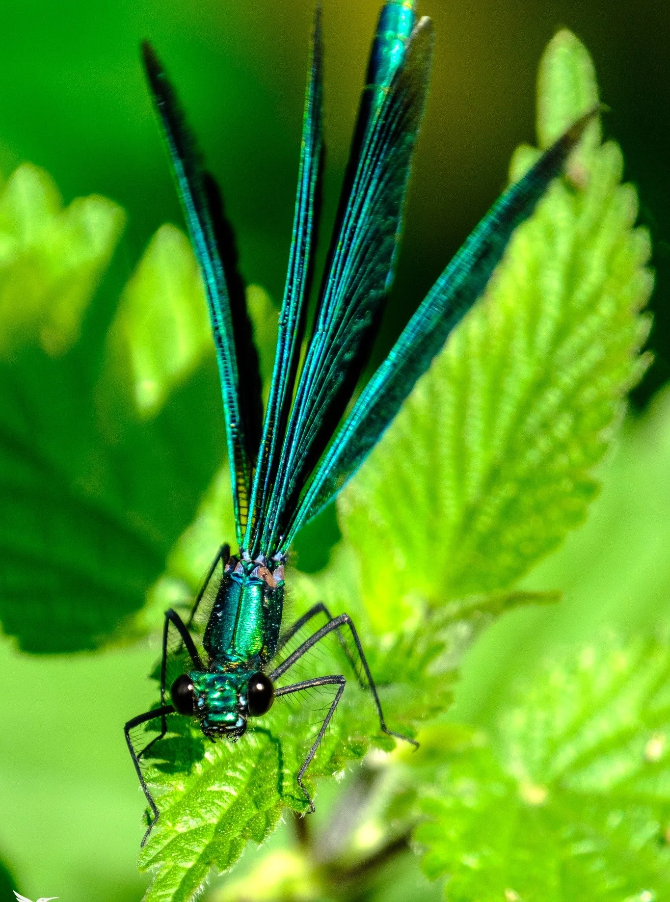 The incredible metallic colours of the &quot;beautiful demoiselle&quot; (damselfly), photographed at Waverley Abbey back in it's breeding season in July.

#wildlifephotography #damselfly #waverleyabbey