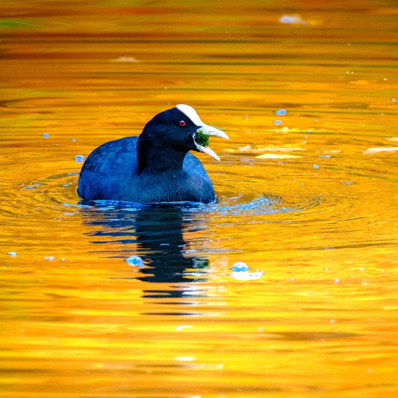 Autumn reflection vibes in Bushy Park yesterday morning.

#bushypark #bushyparkphotography #autumn #autumnvibes #autumnvibes🍁