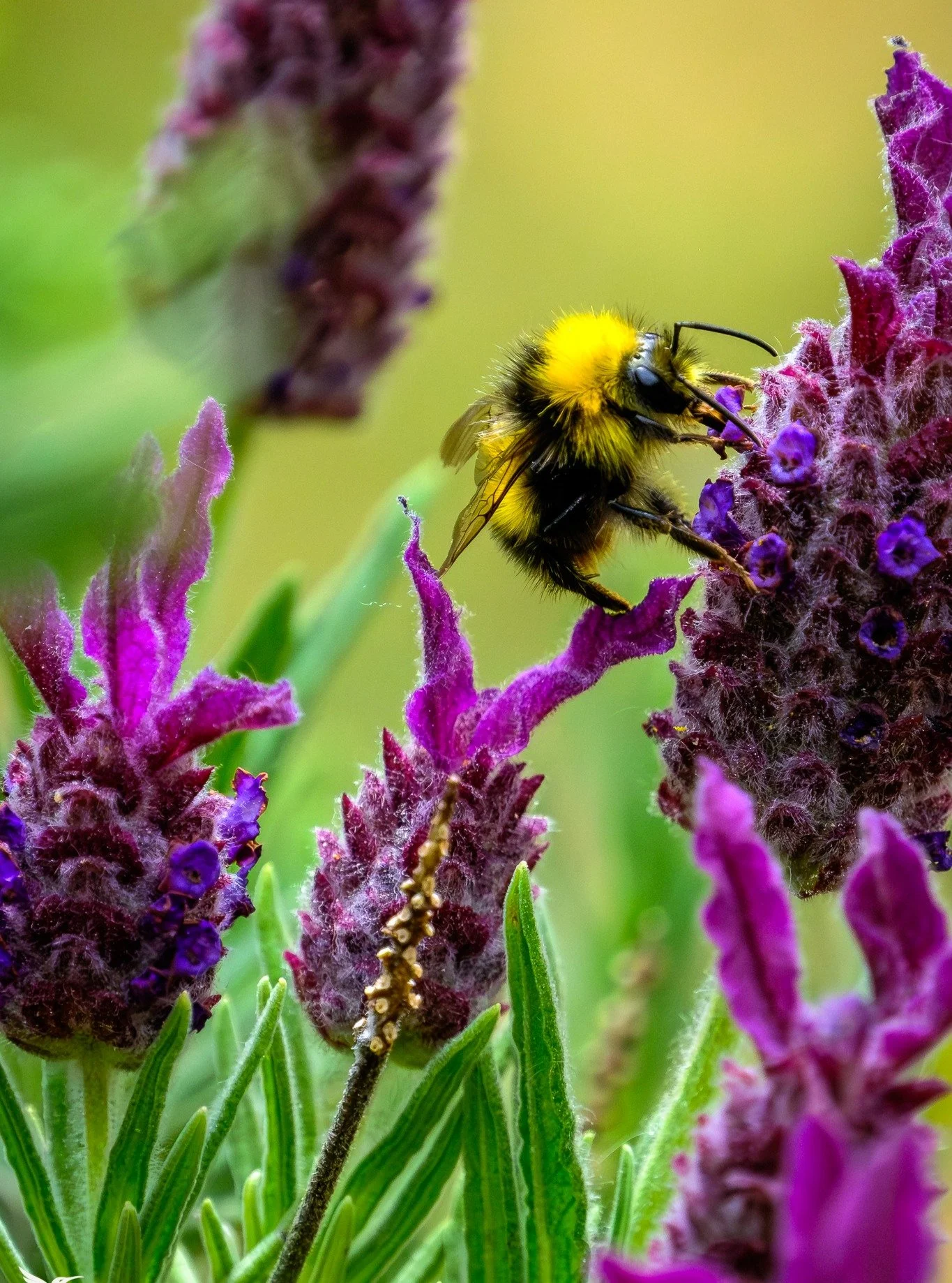 Some garden wildlife today - taken in my garden back in May. Including a wood pigeon playing hide-and-seek!