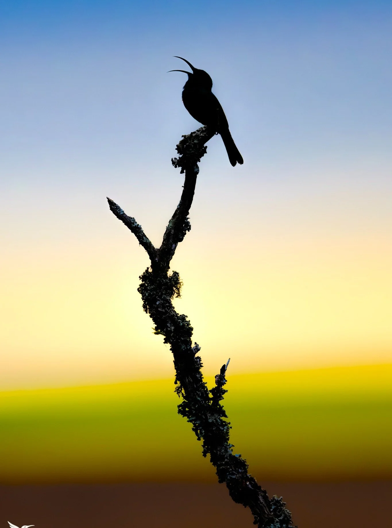 Which one of these two do you prefer? 

This is one of my favourite recent photos of a double-collared sunbird, in the Bontebok National Park in South Africa, silhouetted against yellow fields in the far background. 

With the incredible dynamic rang