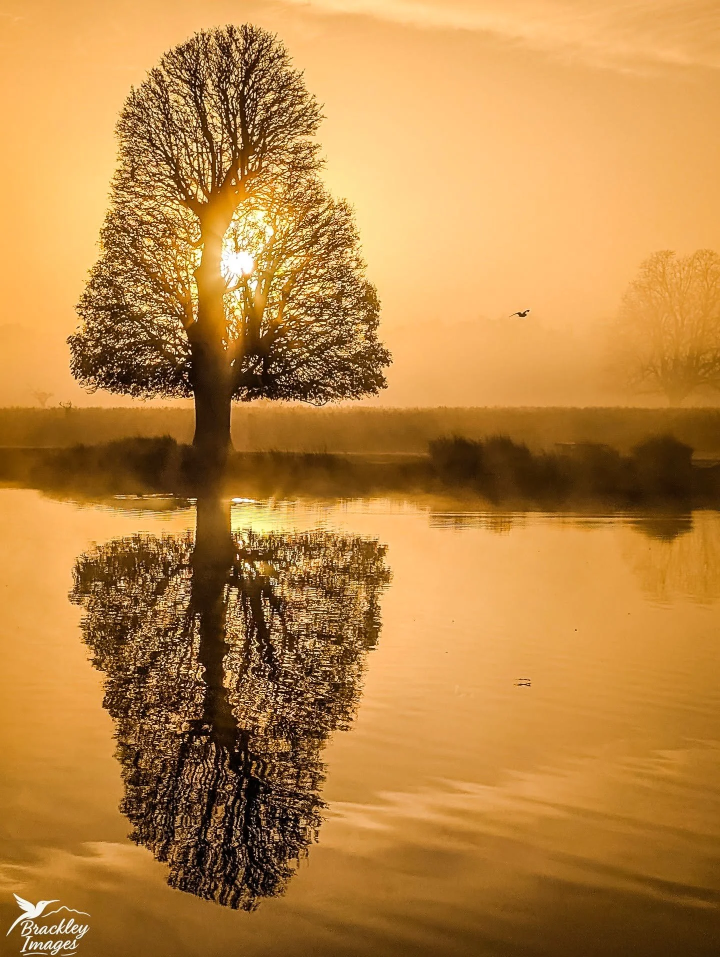 There was a stunning misty sunrise this morning in Bushy Park! 

#bushyparkphotography #photographersofbushypark #bushypark #wildlifephotography #landscapephotography