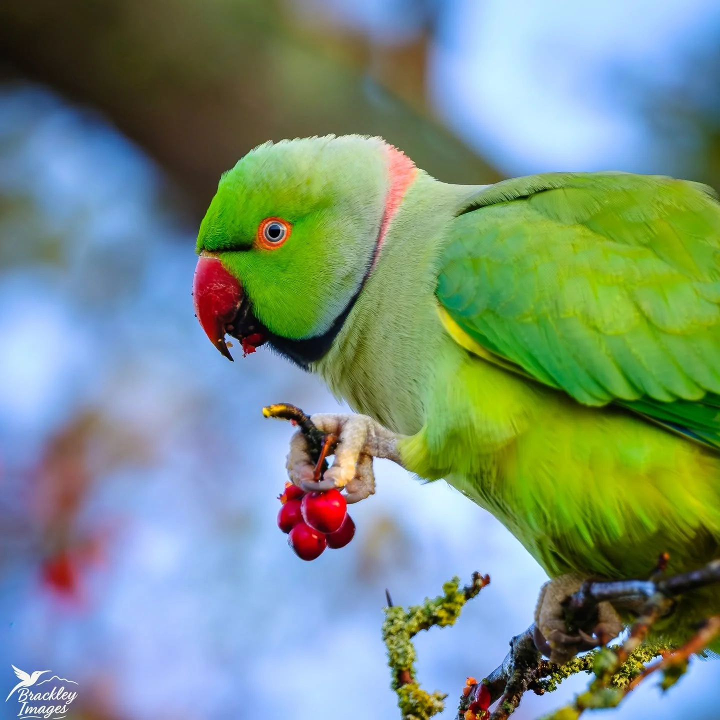 It's so weird seeing these guys (ring-necked parakeets) flying around in Surrey - they seem to be getting more and more common. The fun urban legend (debunked I'm afraid) is that Jimi Hendrix first released them in London when he was living in Camden