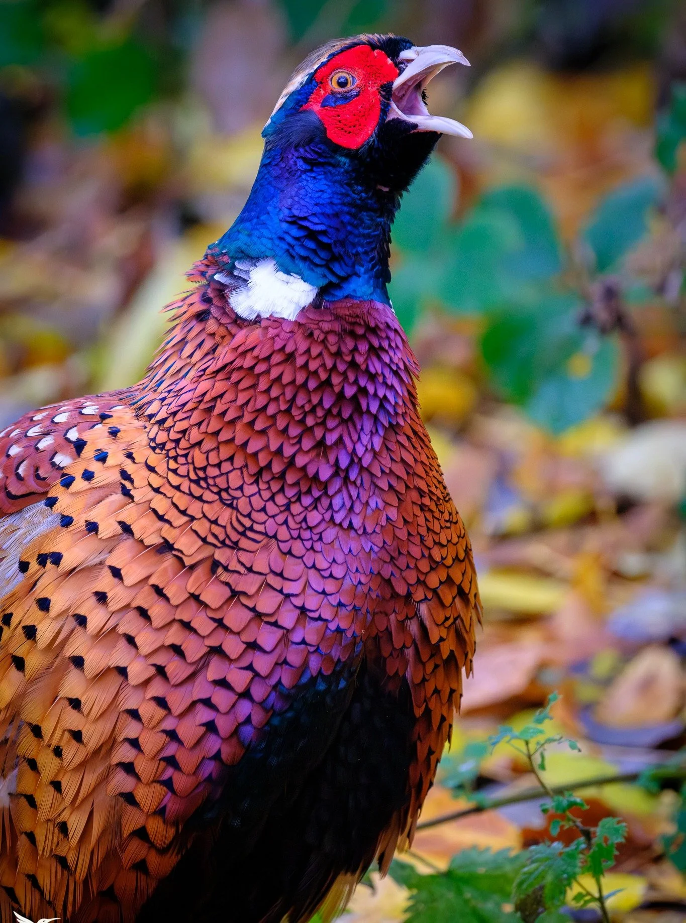 A happy pheasant, and a grumpy teenager heron today, at Warnham Nature Reserve.

#warnhamnaturereserve #warnhamlocalnaturereserve