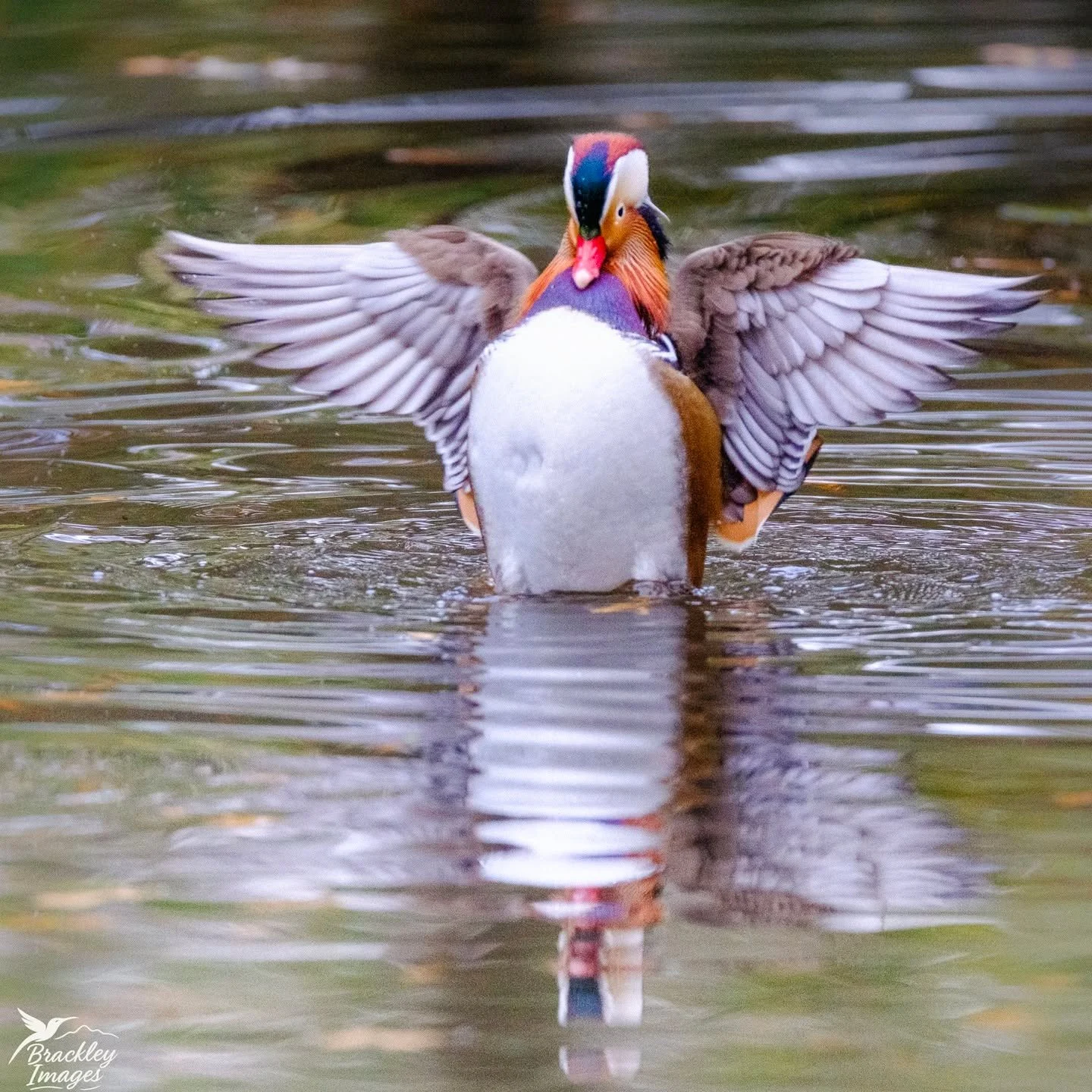 The mandarin ducks in Bushy Park's woodland garden are little works of art. Some grainy pictures showing them up to their antics today - it was very overcast!

#bushypark #bushyparkphotography