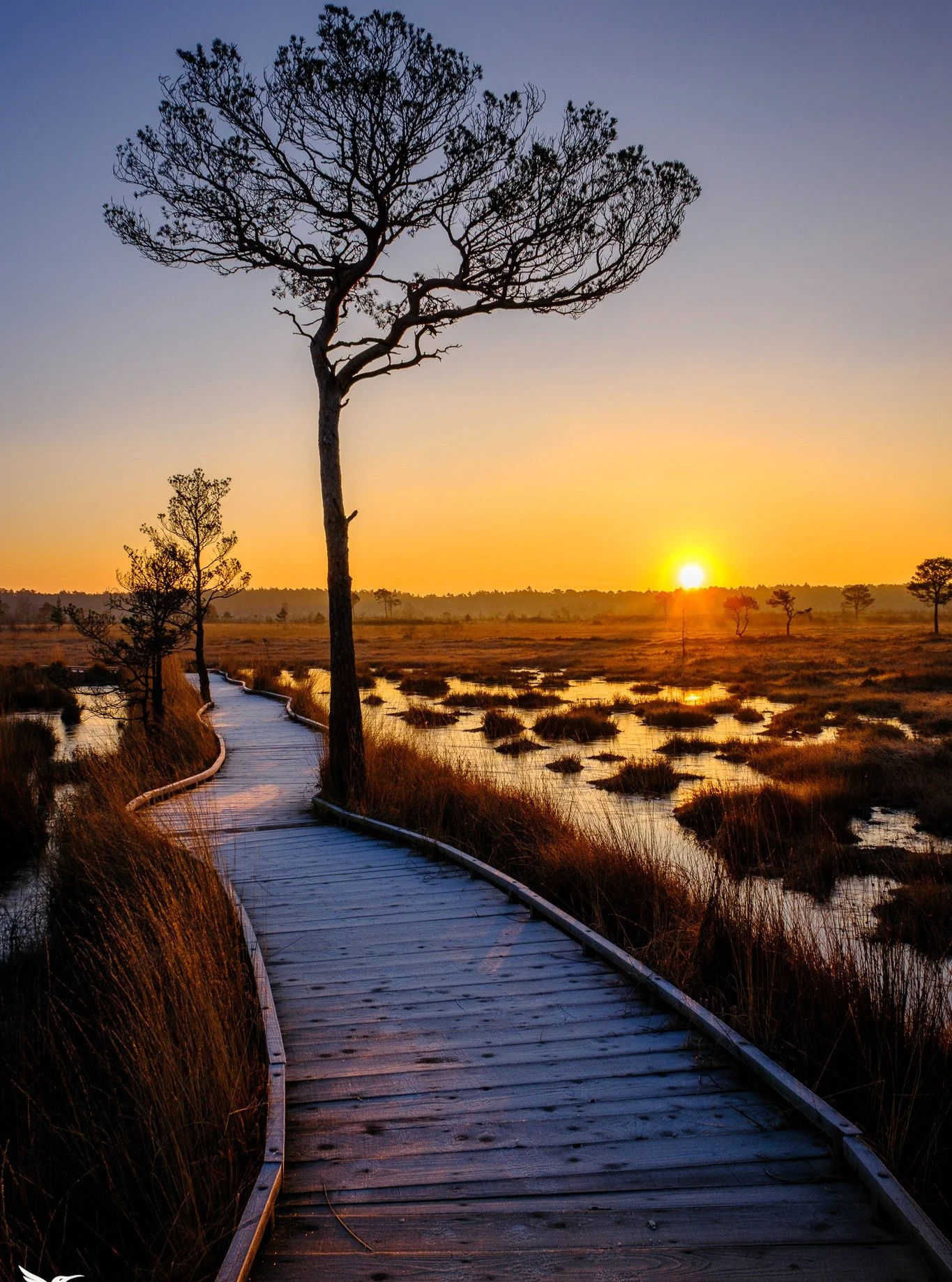 A freezing sunrise at Thursley Common (Surrey) this morning. 

#thursleycommon #thursley #beautifulbritain #sunrisephotography