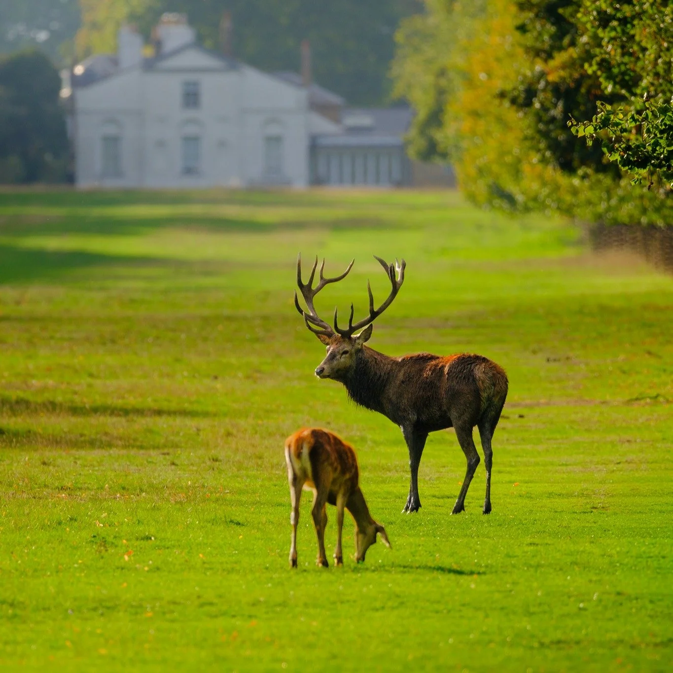 A selection of photos of the glorious stags in Bushy Park, Surrey - one from September, October and a couple of amongst the autumn bracken in November.

#bushypark #royalparks #bushyparkphotography