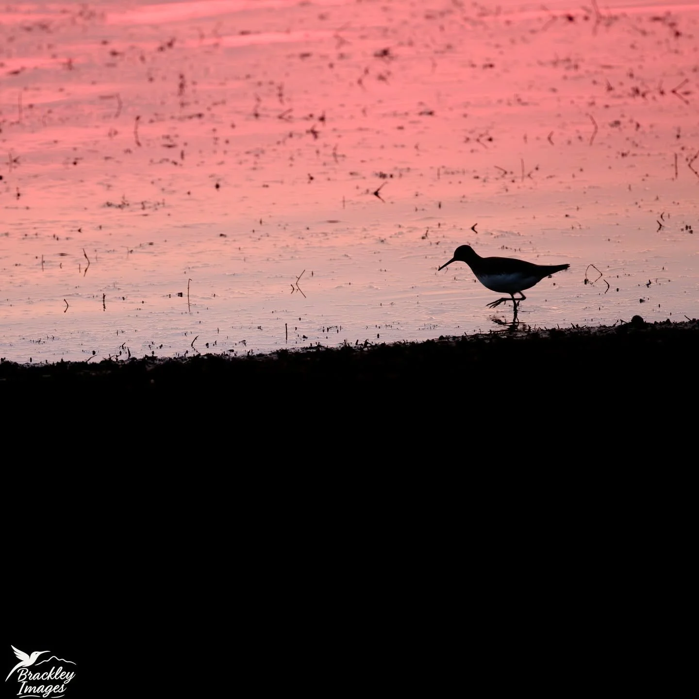 Scouting out new locations - a first and very short visit to Tice's Meadow Nature Reserve (Surrey) today, with some brief evening light breaking through the cloud cover.

#reflections #ticesmeadow #ticesmeadownaturereserve #visitsurrey