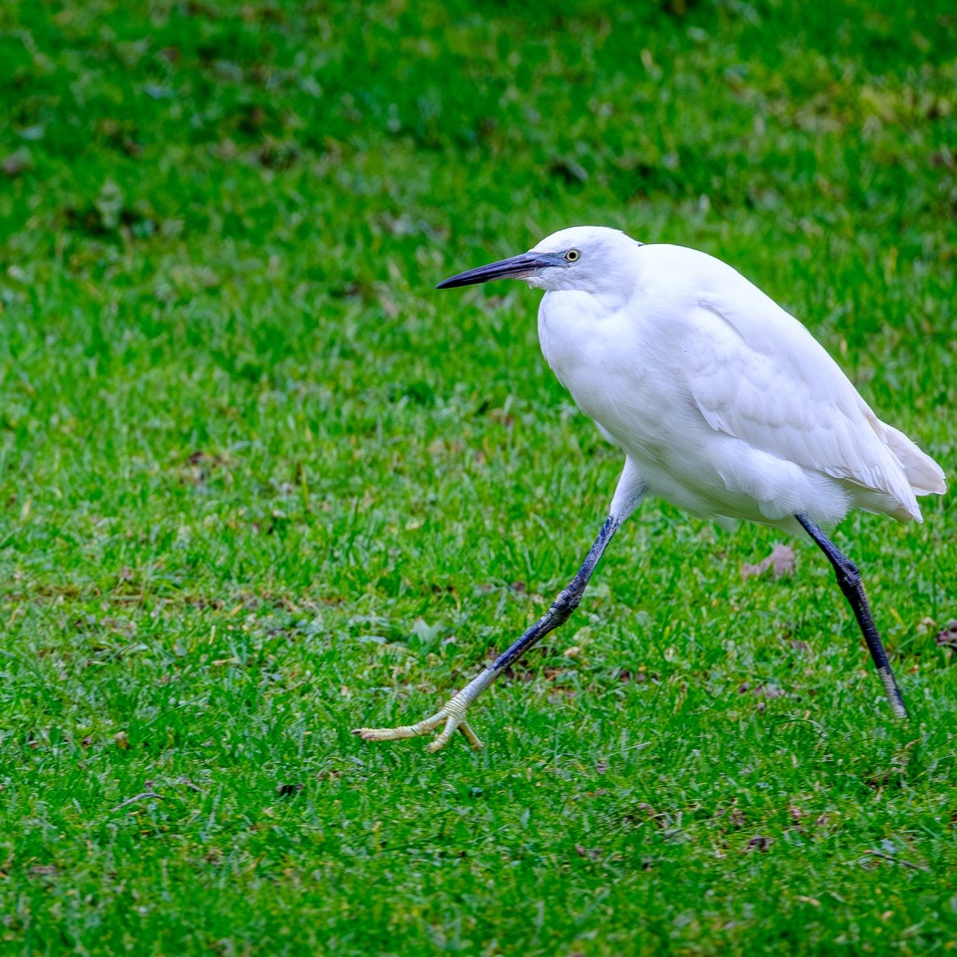"To stride like an egret", that should be a thing. This little egret at Llantwit Major Beach in South Wales was using all its favourite poses in the cold wind today.

#britishbirds