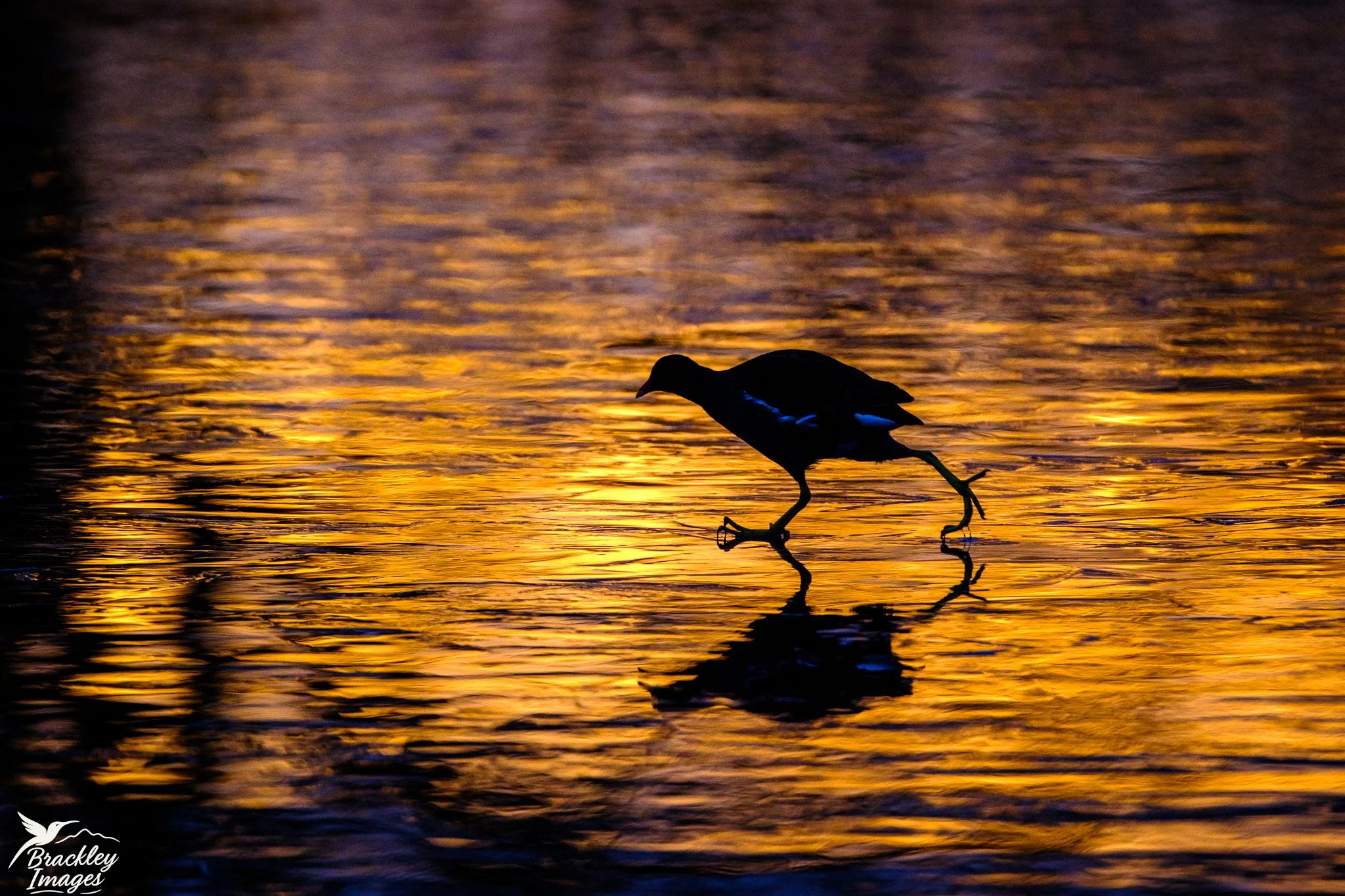 The sunrise reflecting onto and through the ice at Bushy Park yesterday morning looked like molten gold. 

@bushyparkphotography