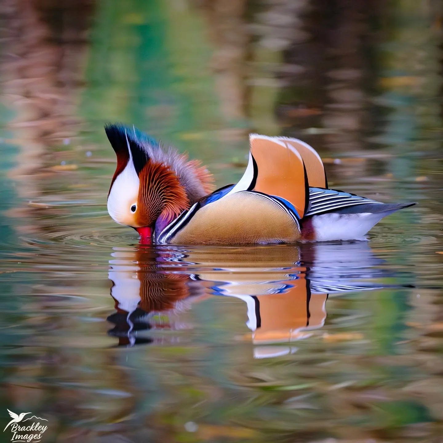 A few more pictures of the beautiful little mandarin ducks from Bushy Park yesterday. 

#bushypark #bushyparkphotography