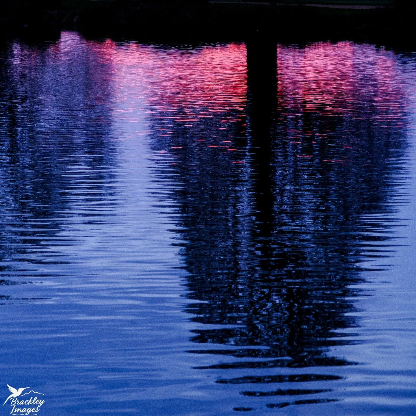 A brief bit of sunrise colour this morning in Bushy Park, and an intense moorhen fight in the woodland garden. 

@bushyparkphotography