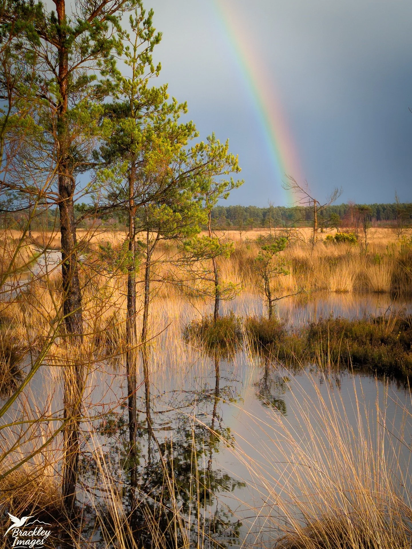Rain rain go away, come again another day ... and bring rainbows. This double rainbow was our reward today for taking a walk in torrential rain at Thursley Common, Surrey.