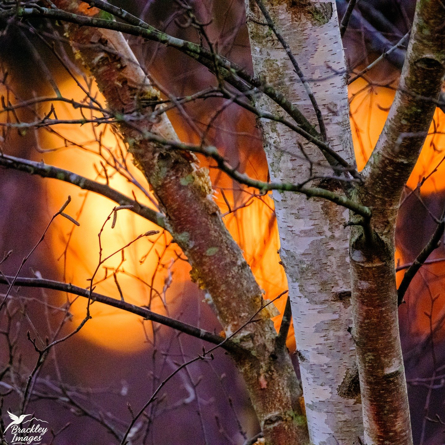 A couple of more abstract photos from Horsell Common today. The blurred background is the sunset filtering through the forest far in the distance, behind these silver birch trees. 

@horsell_common_preservation